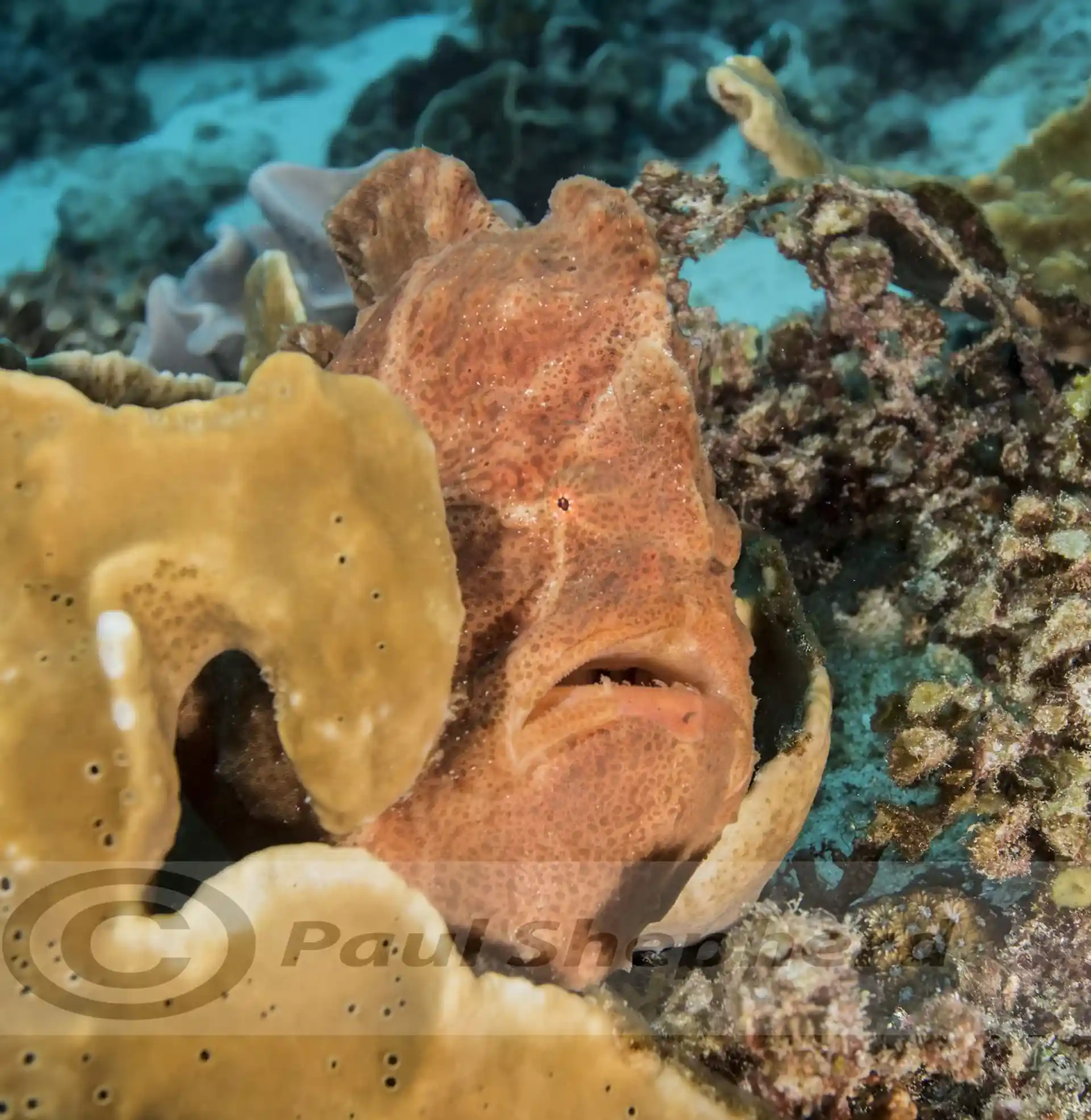Foto de la tienda de buceo