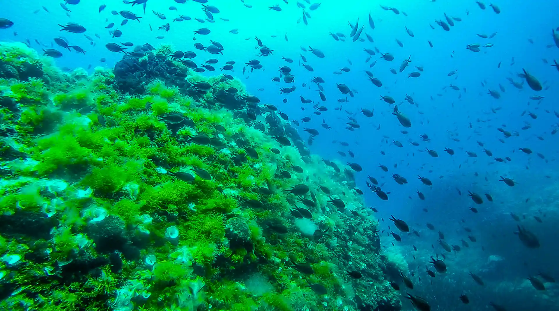 Dive site photo