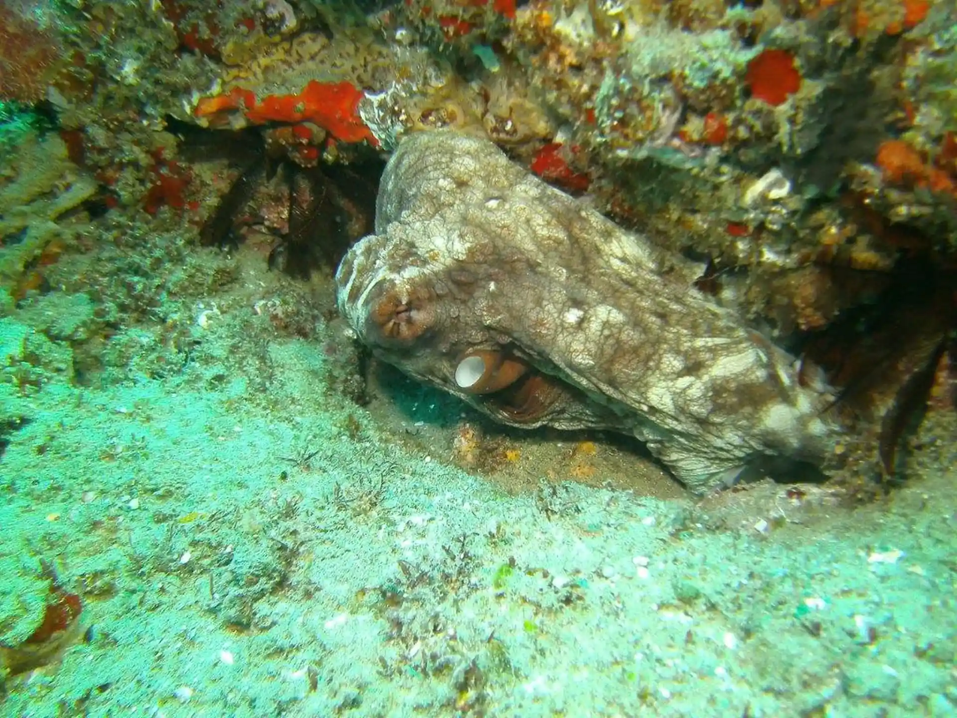 Dive site photo