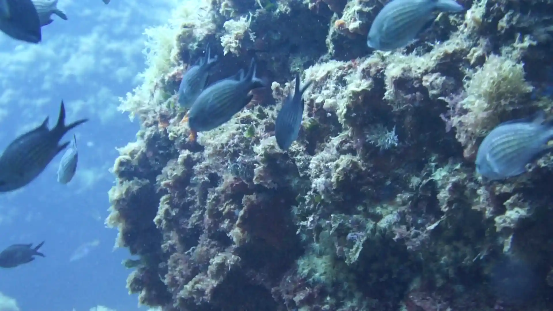 다이빙 포인트 사진