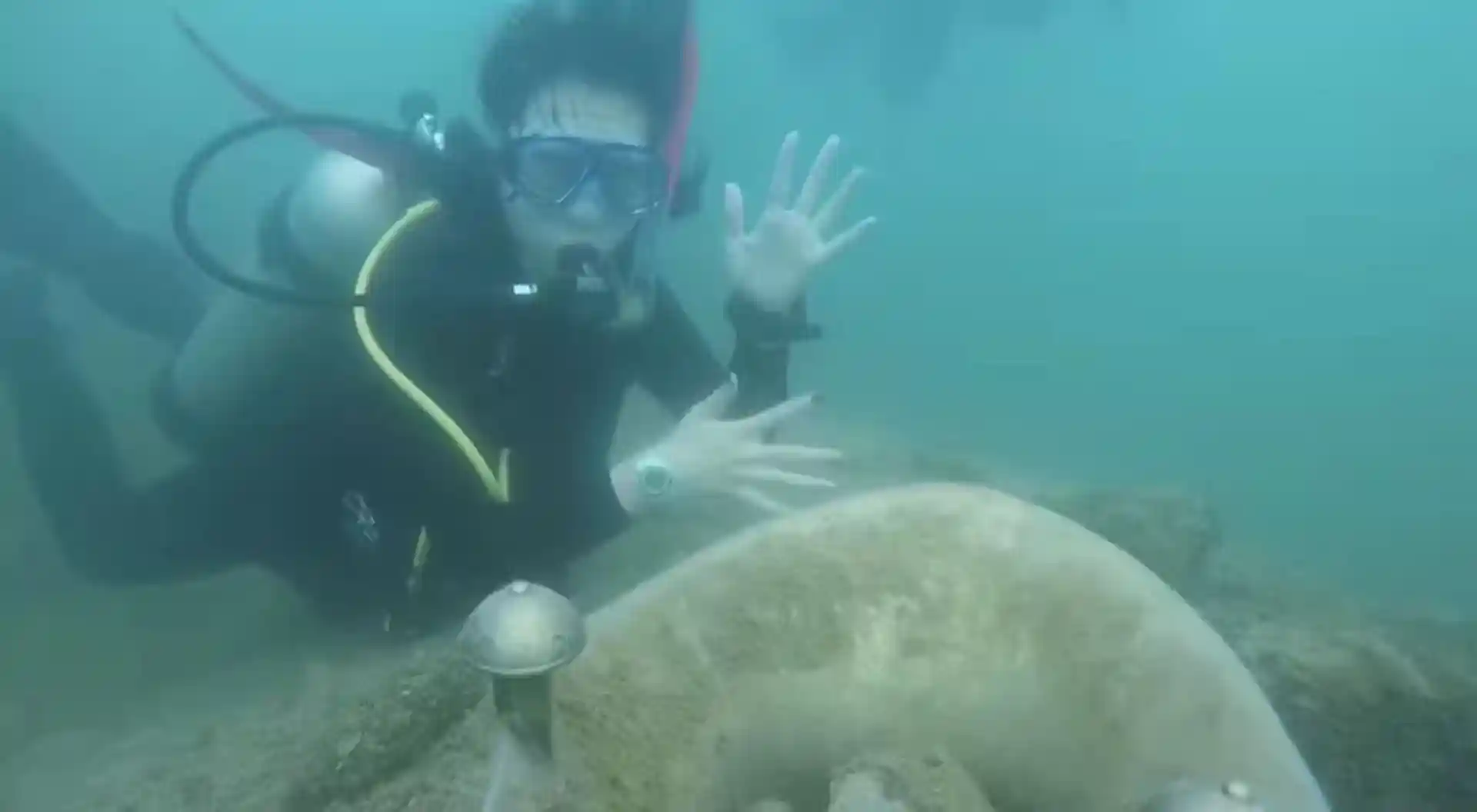 Adventure dive in Beijing jellyfish lake
