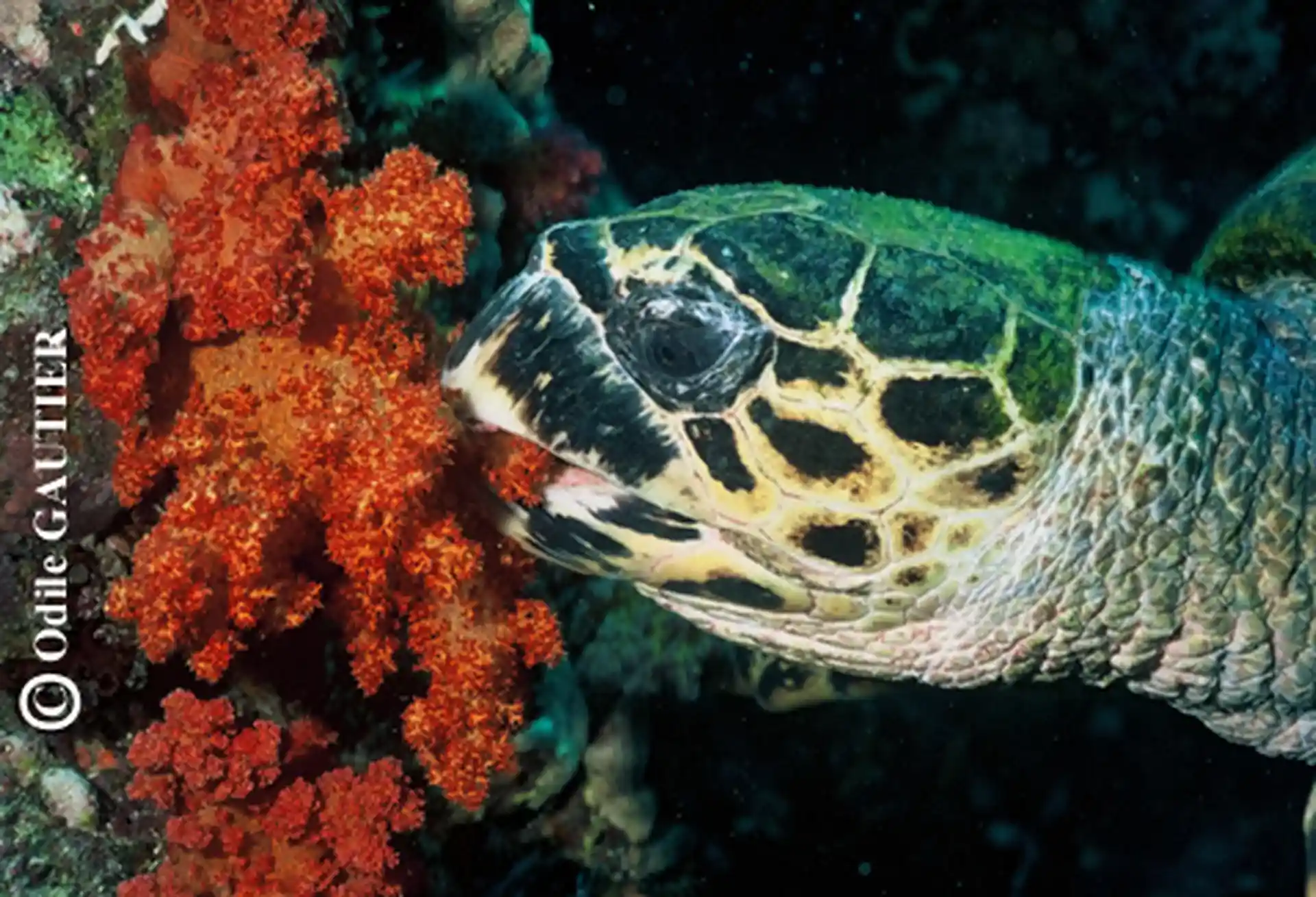 See turtles while on Liveaboard Le Baron Noir