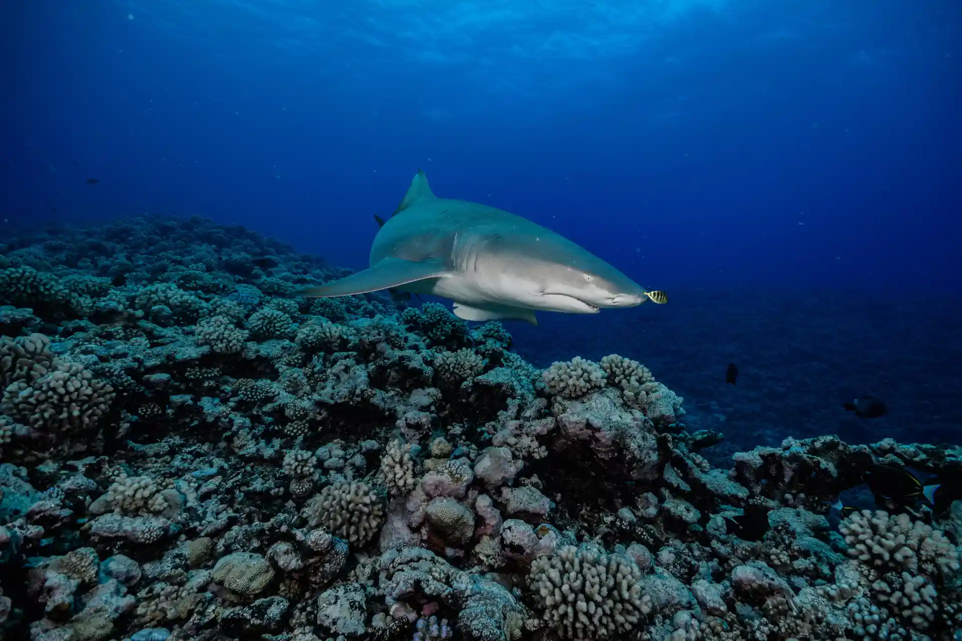 Dive shop photo