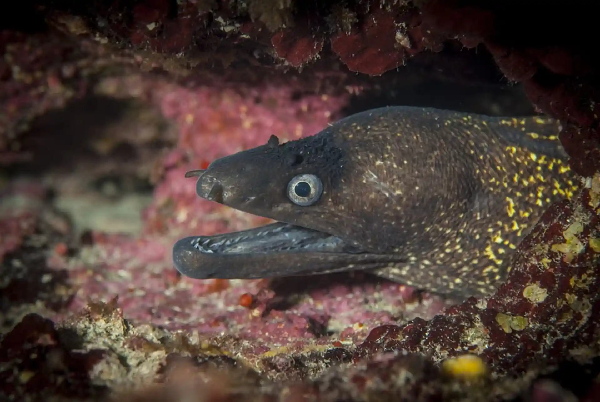Foto del sitio de buceo