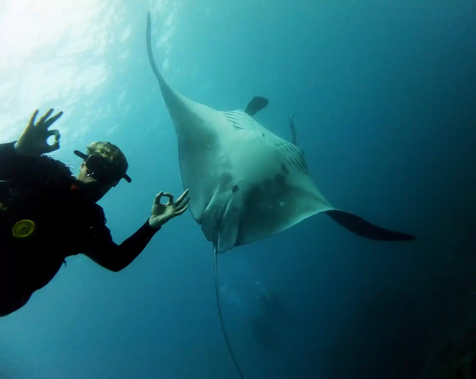 Experience our magical manta rays!