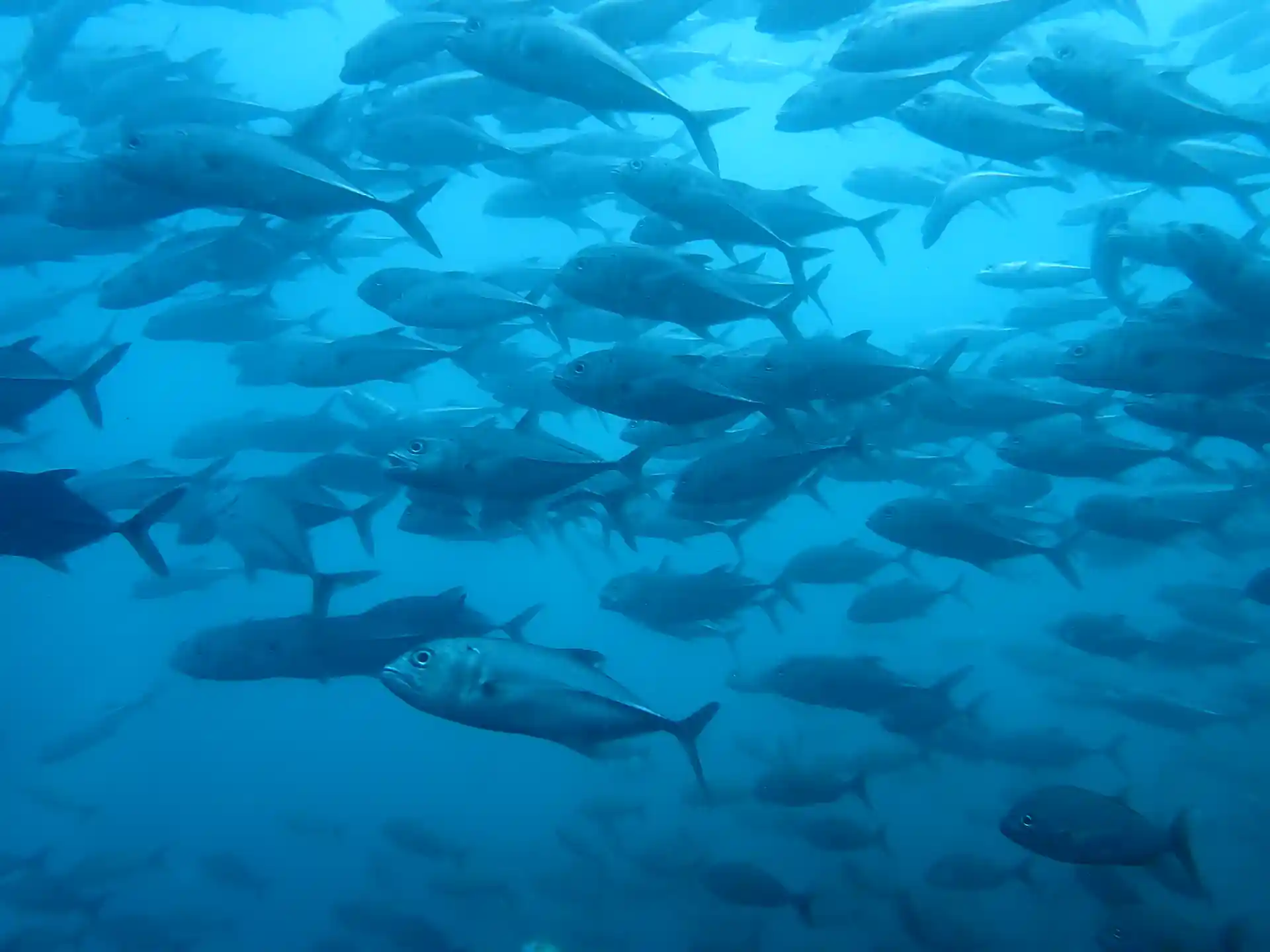 Dive shop photo