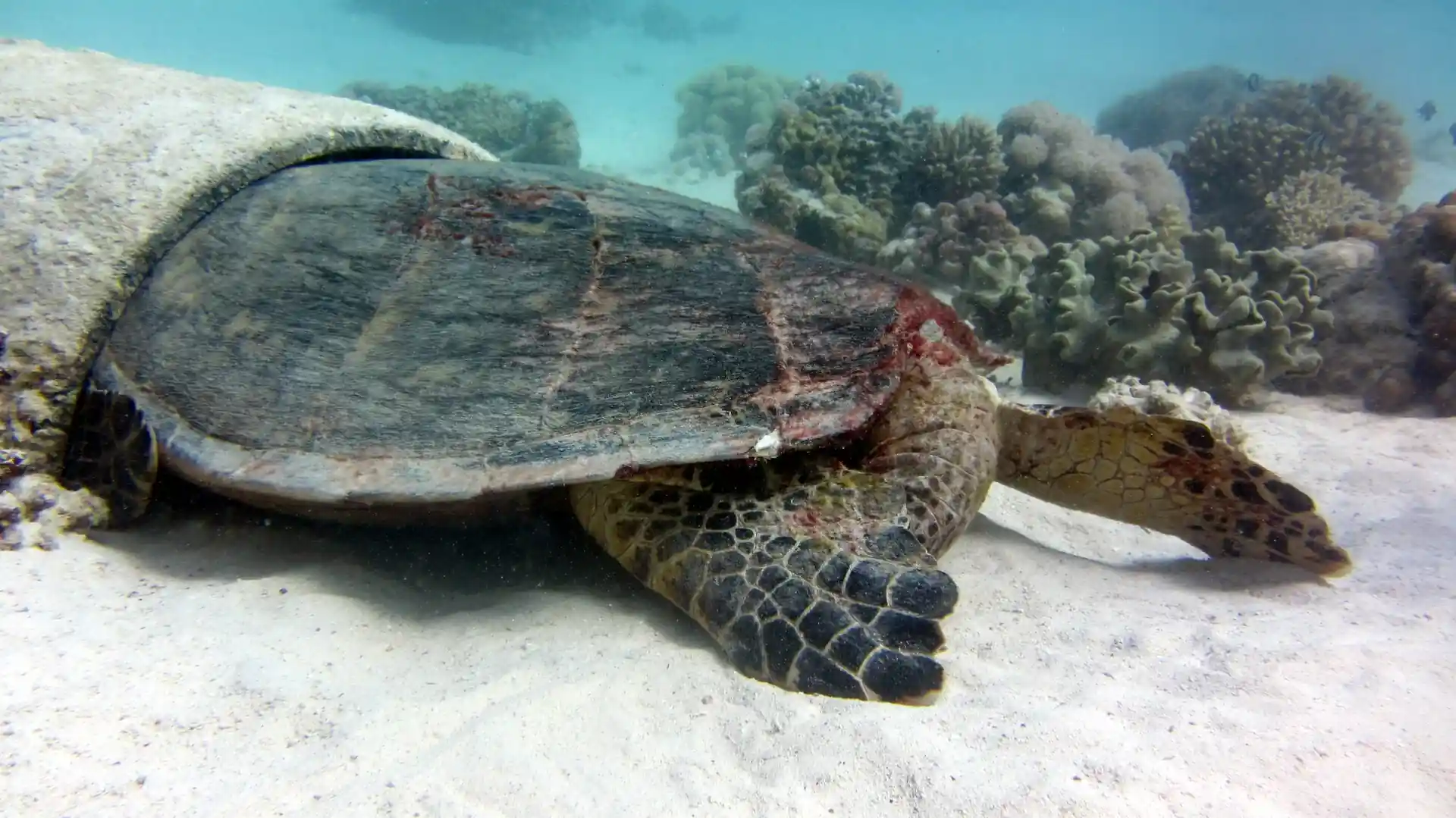 Foto del sitio de buceo