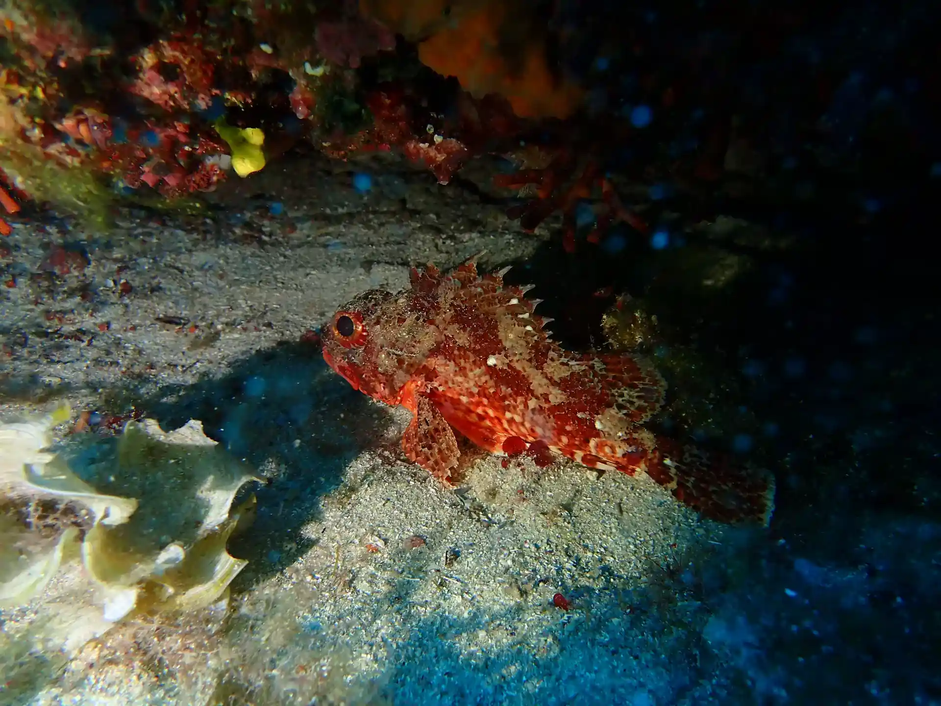 Foto del sitio de buceo