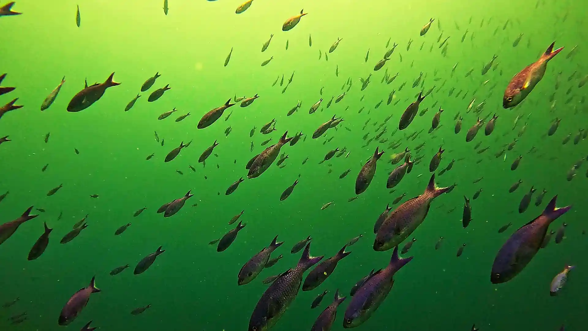 Dive shop photo