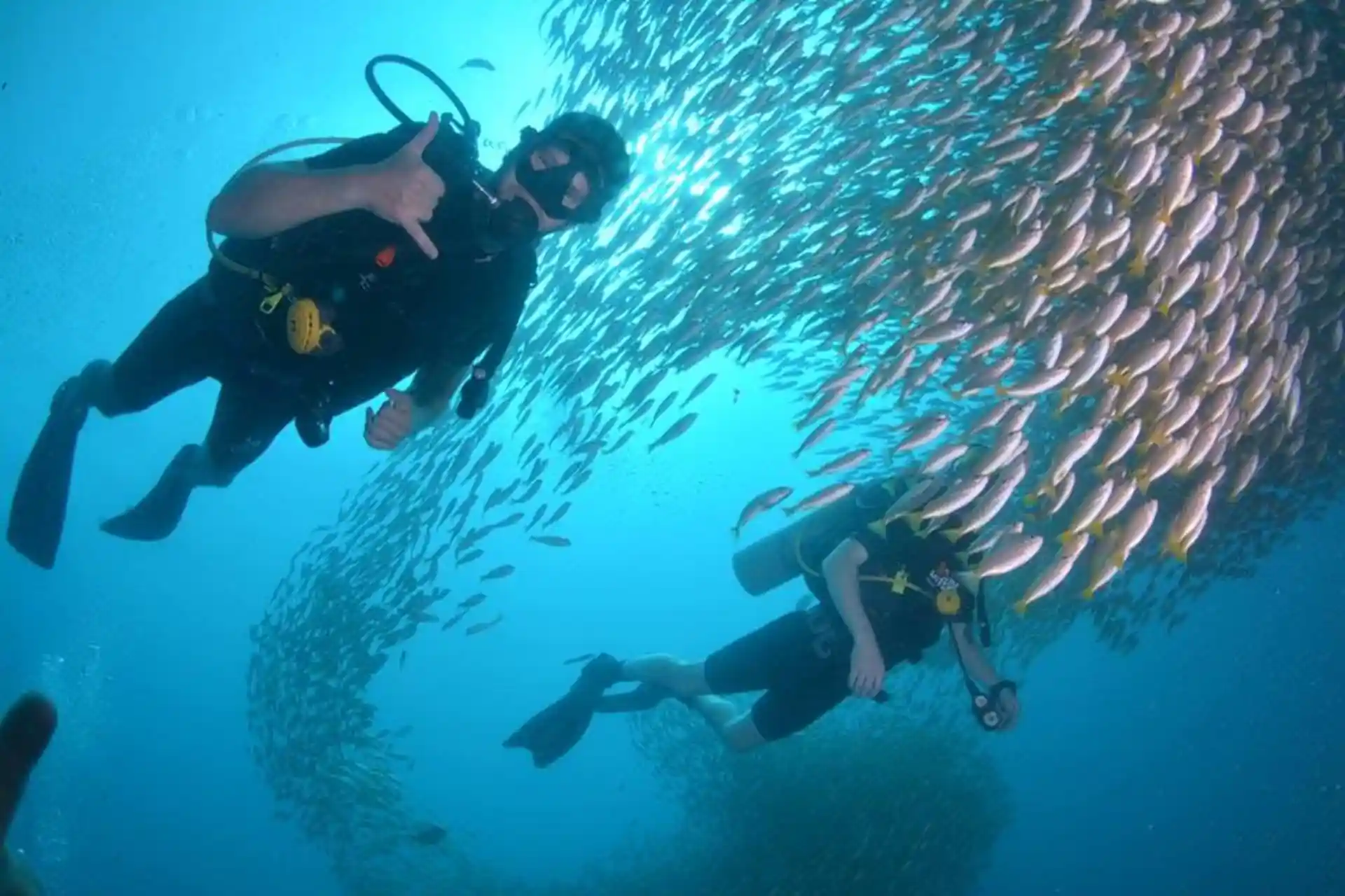 Schwimmen Sie mit Schnappern am Wrack