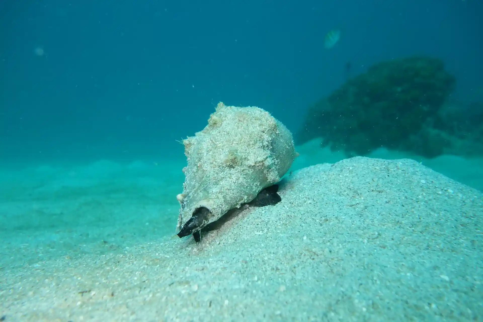 Dive site photo