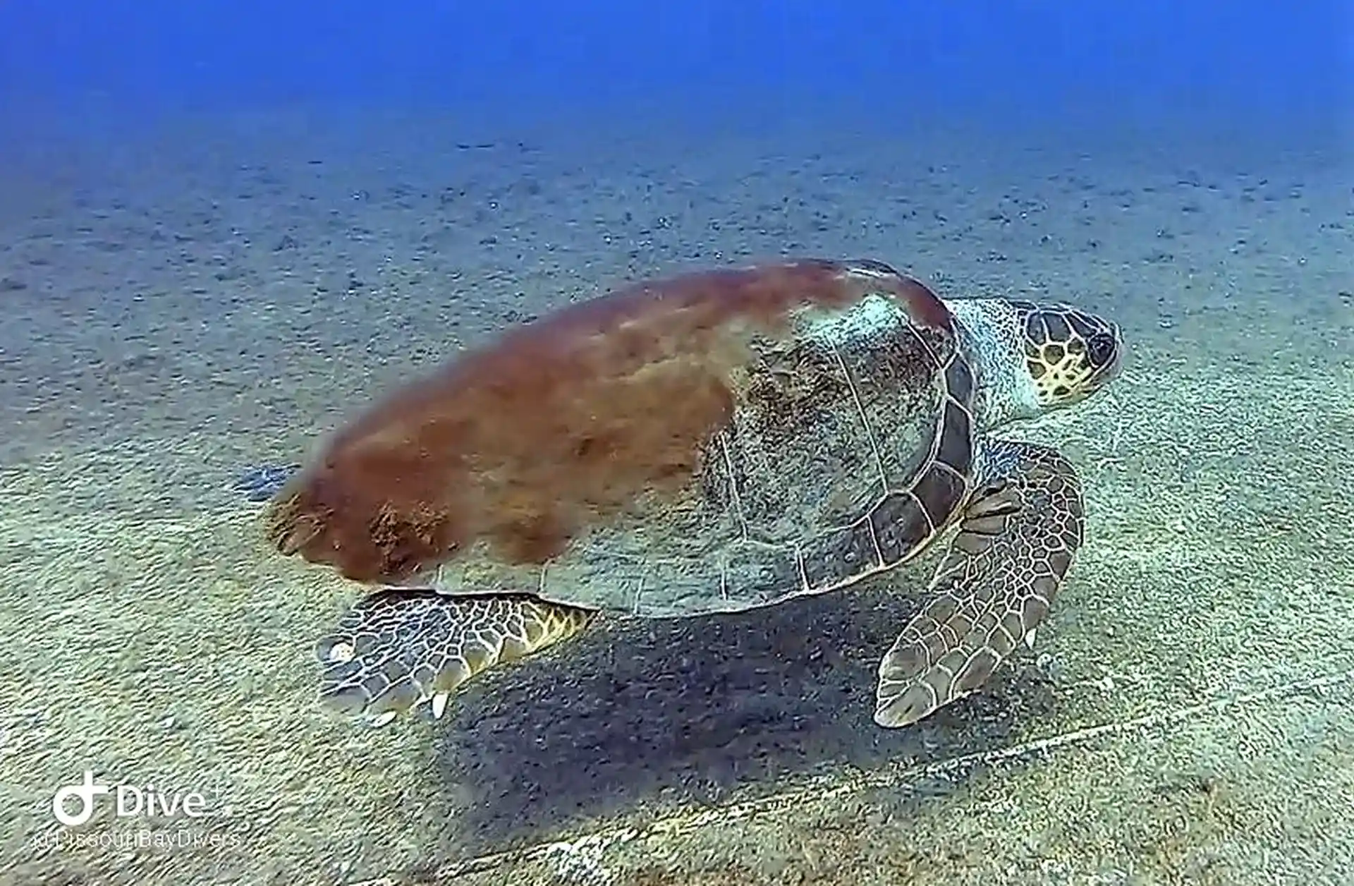 Dive site photo