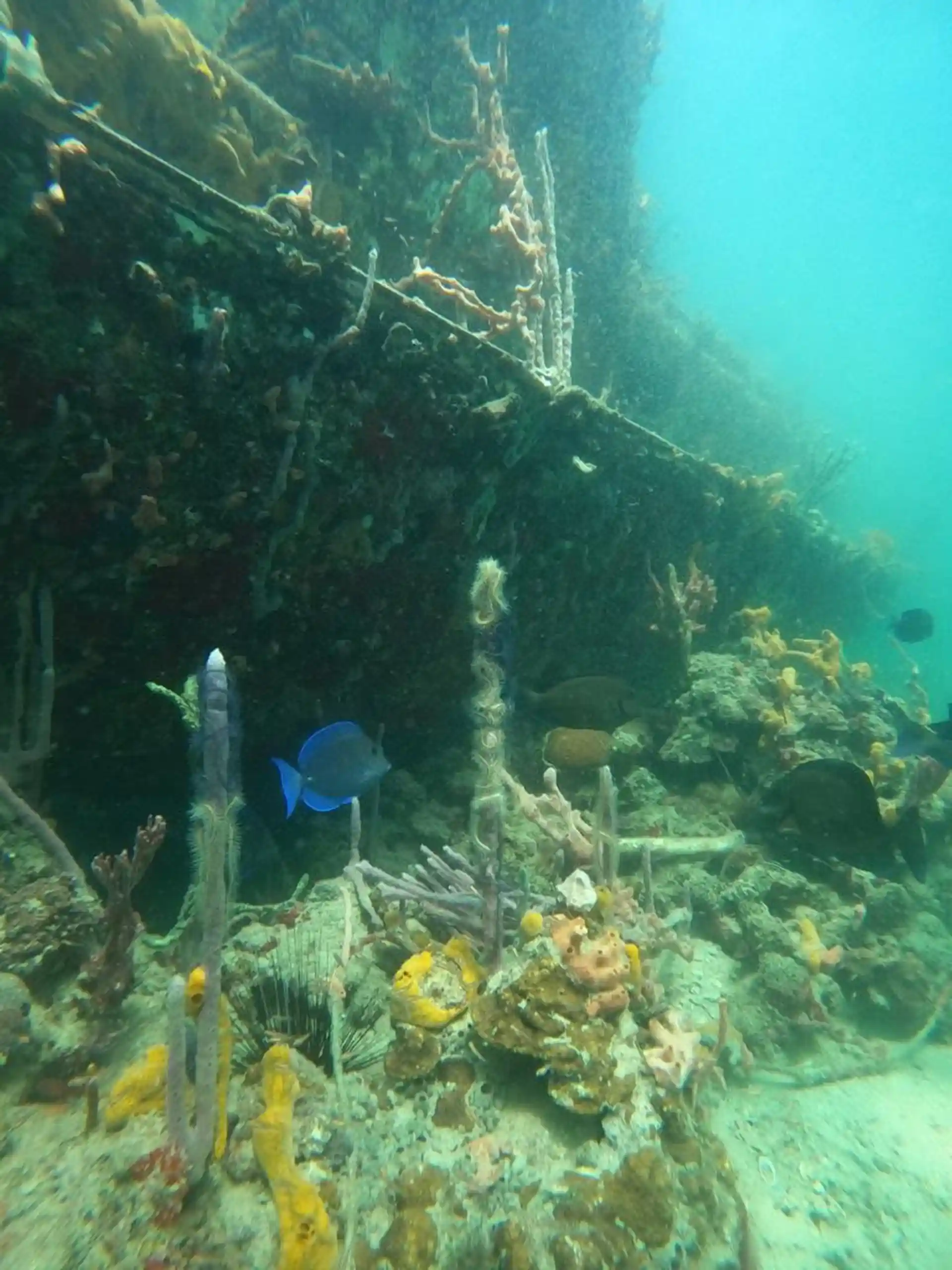 Dive shop photo