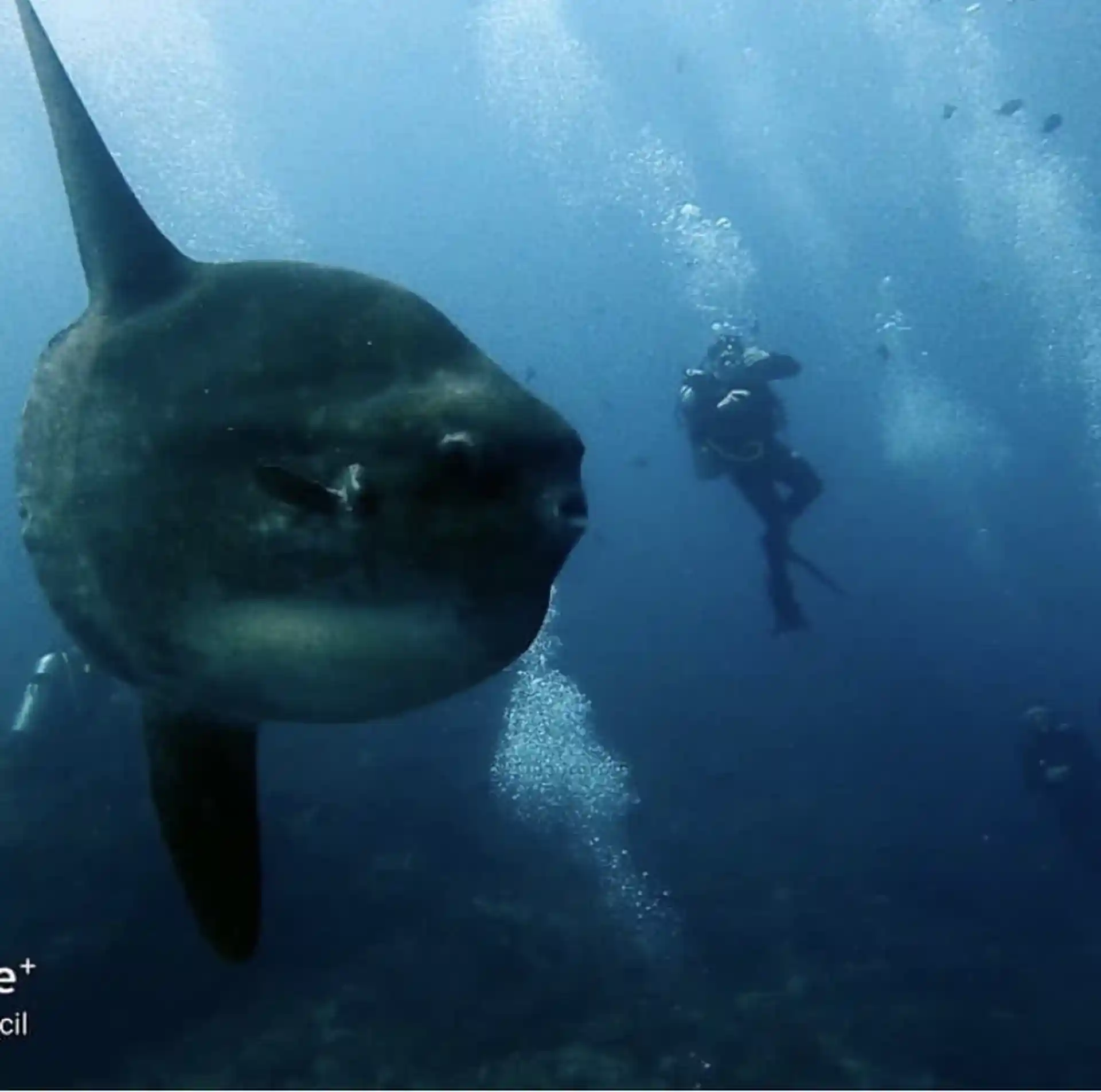 La fantastica Mola Mola o Sunfish, il più grande pesce osseo nel mare.
