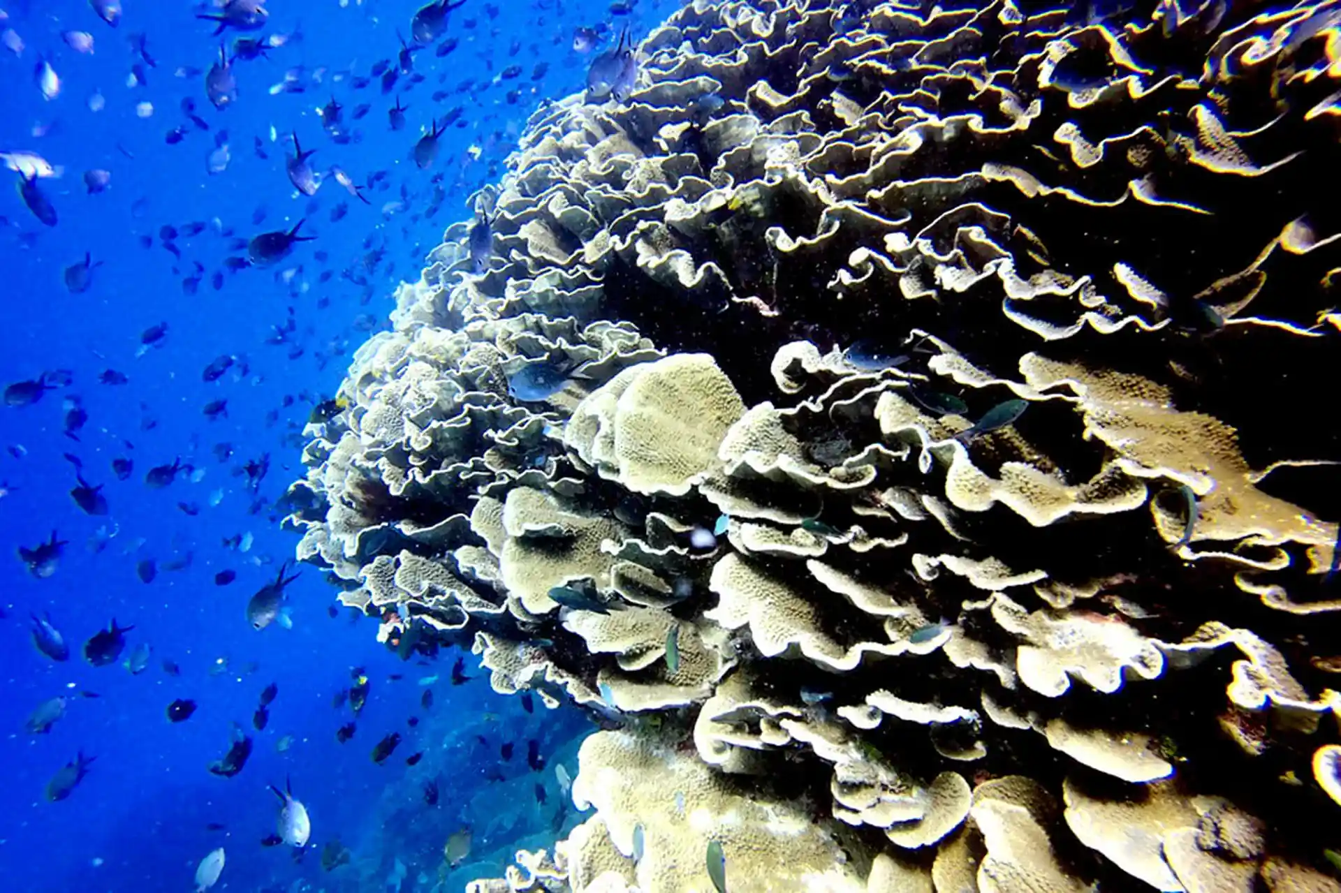 Dive shop photo