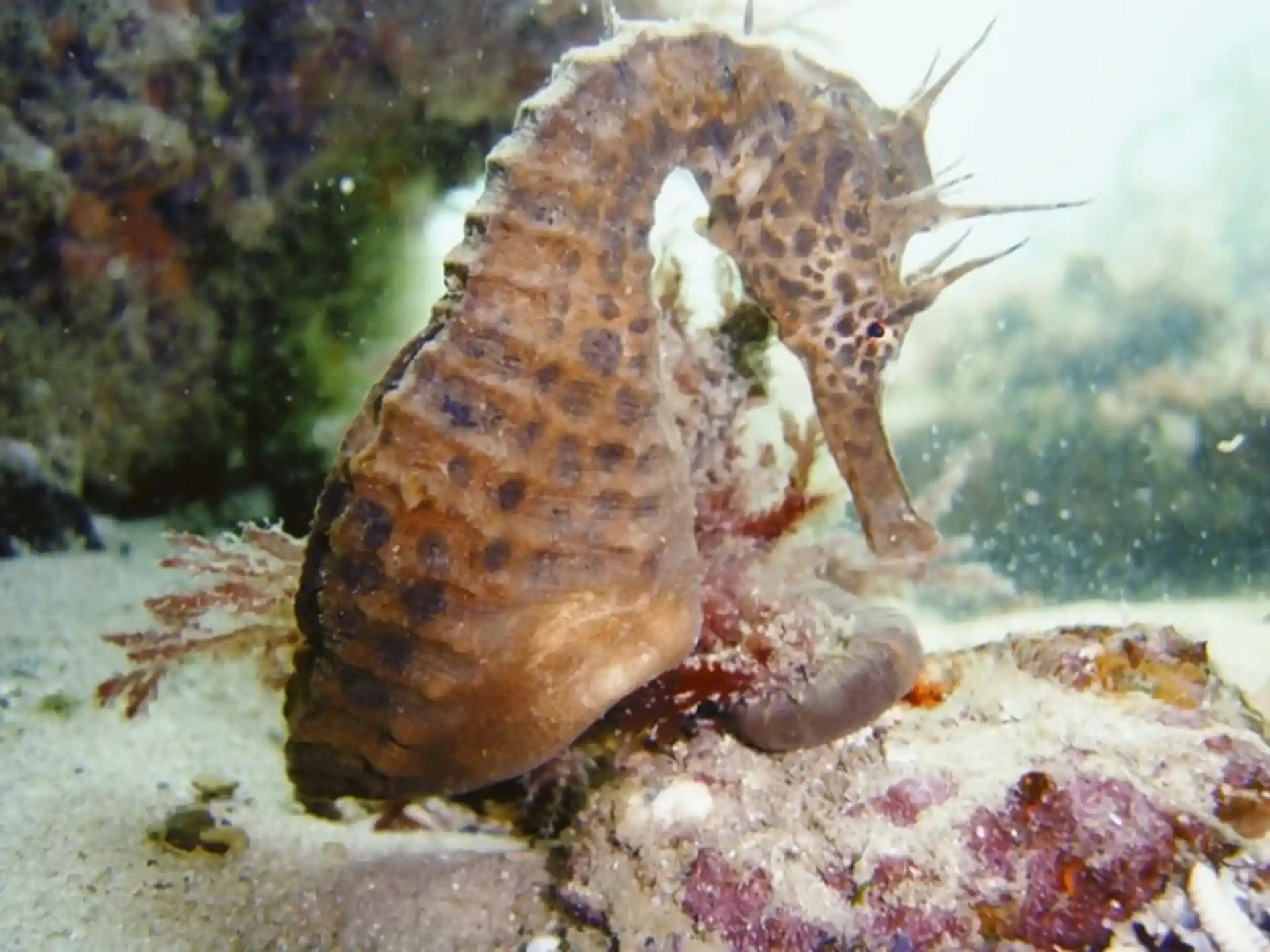 Photo du site de plongée