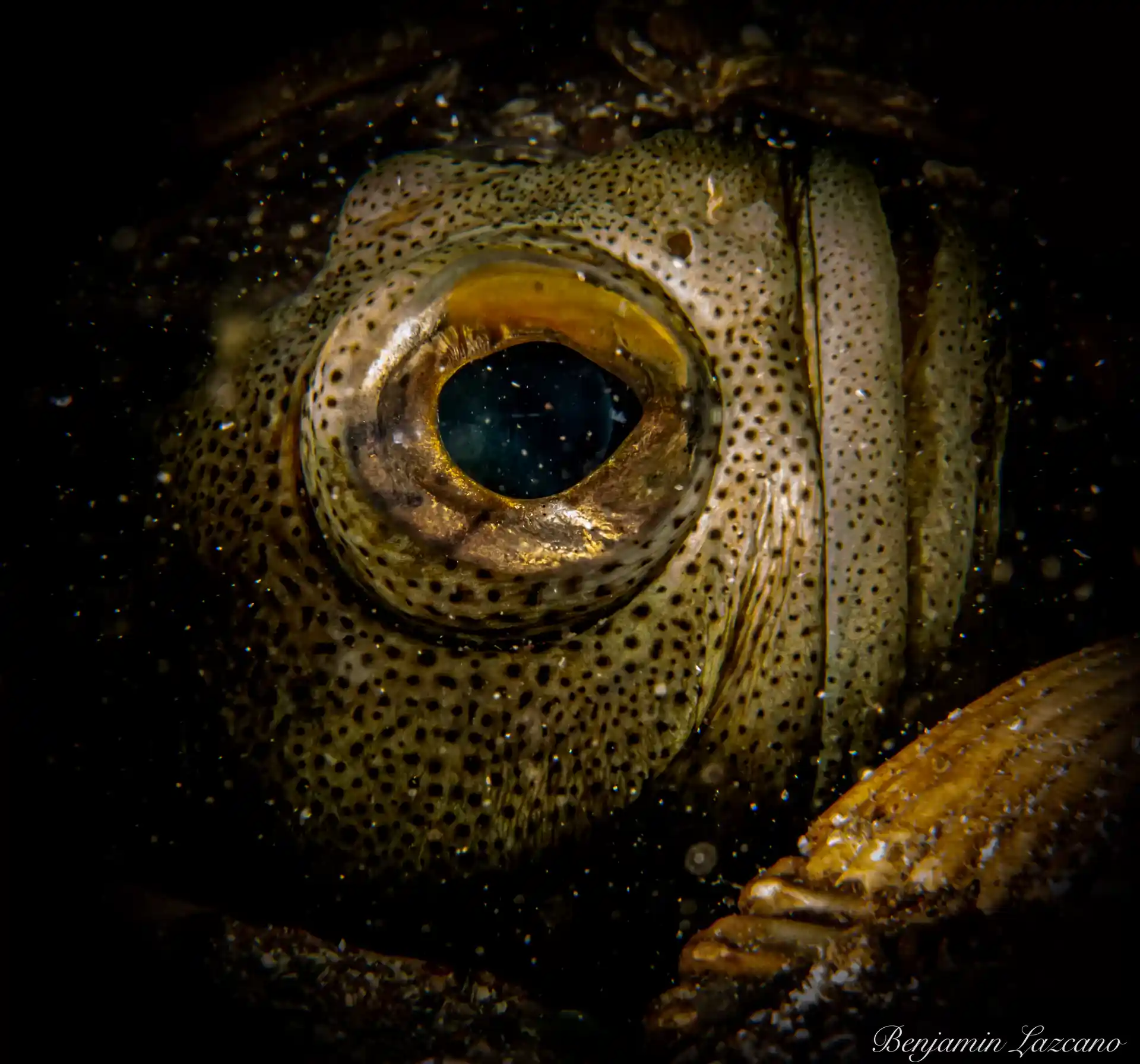 A rare capture of a Jawfish