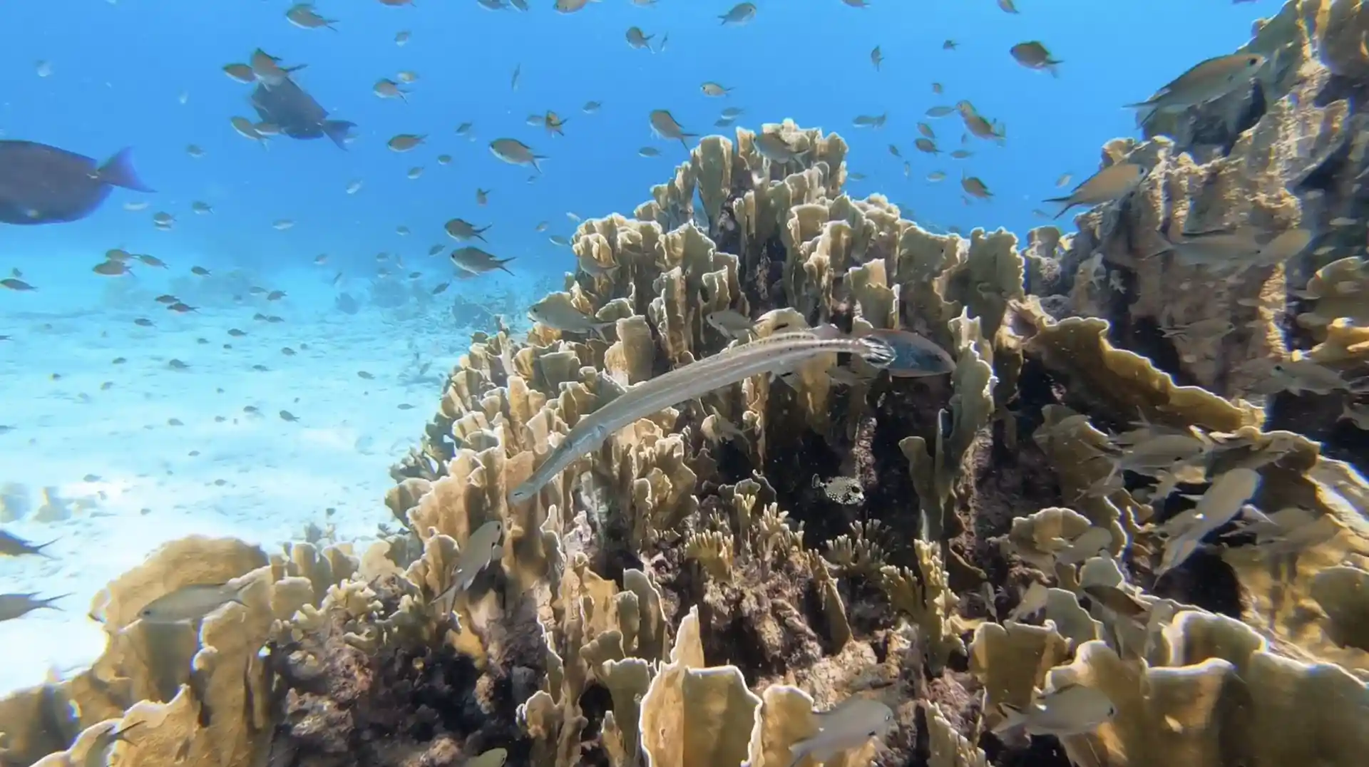 Foto del sitio de buceo