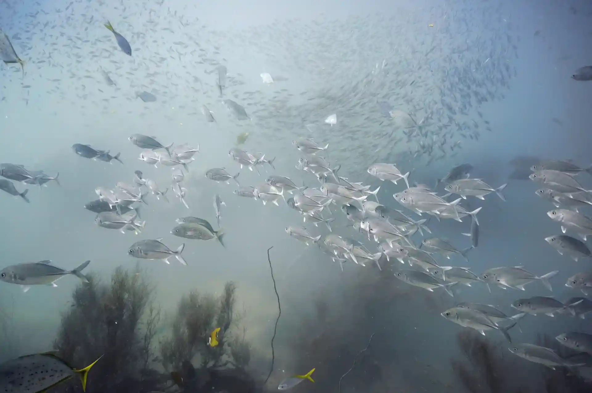 Dive site photo