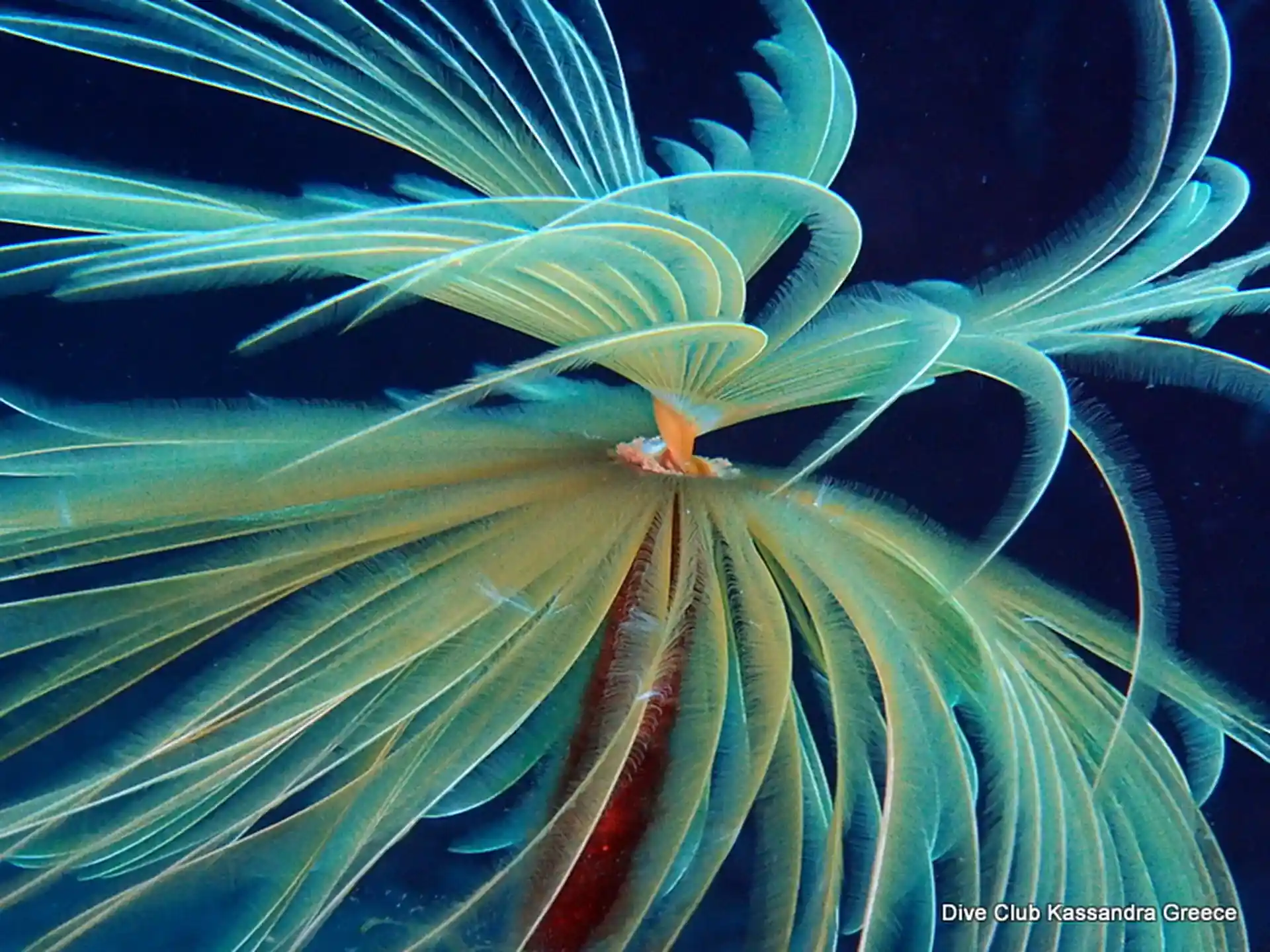 Dive site photo