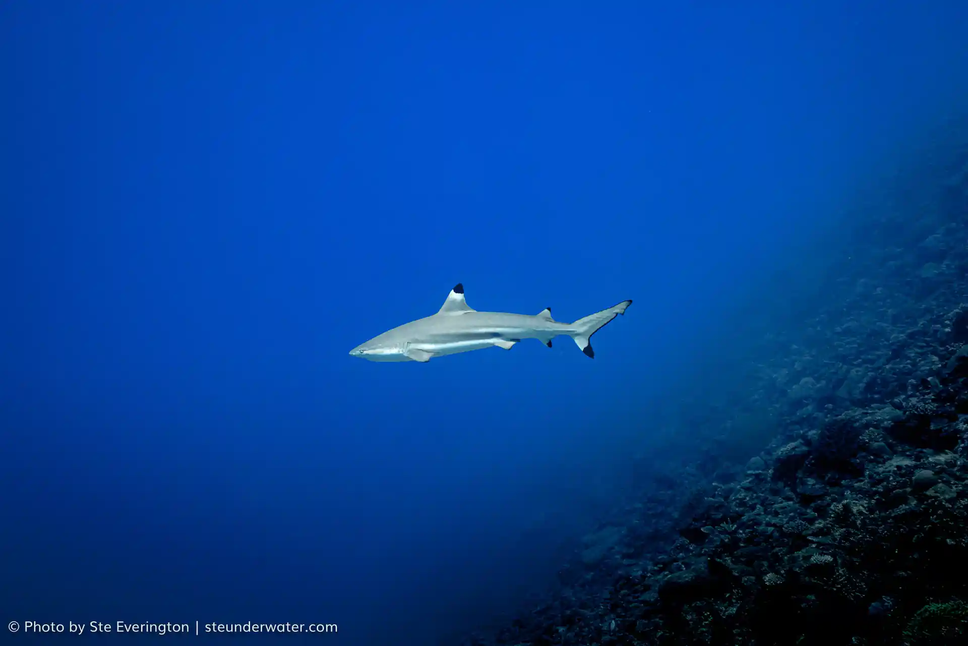 The Black Tip reef shark is usually one of three species seen on this two tank dive trip