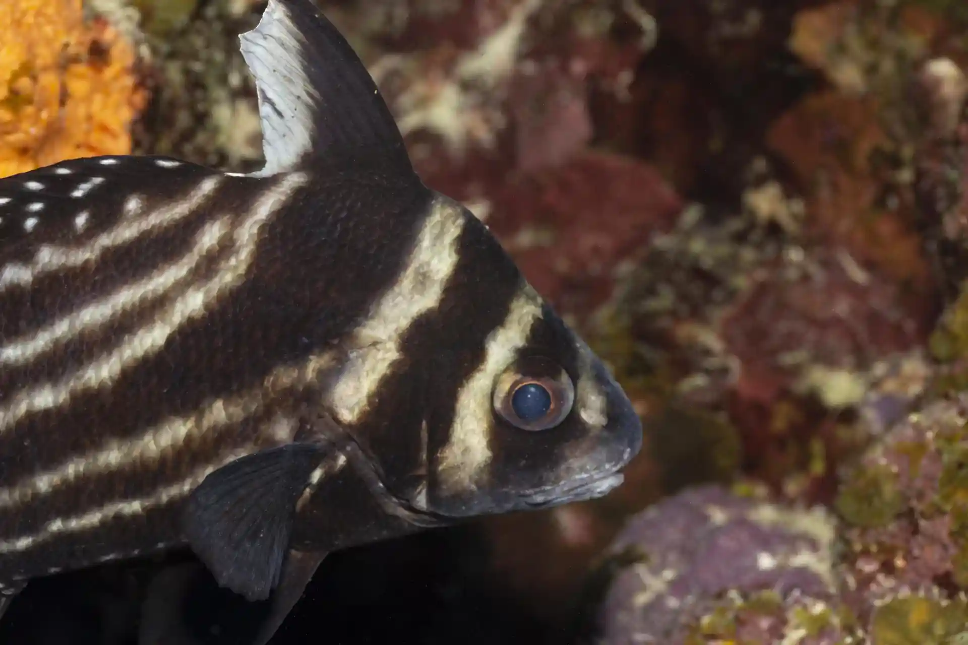 Foto van de duiklocatie