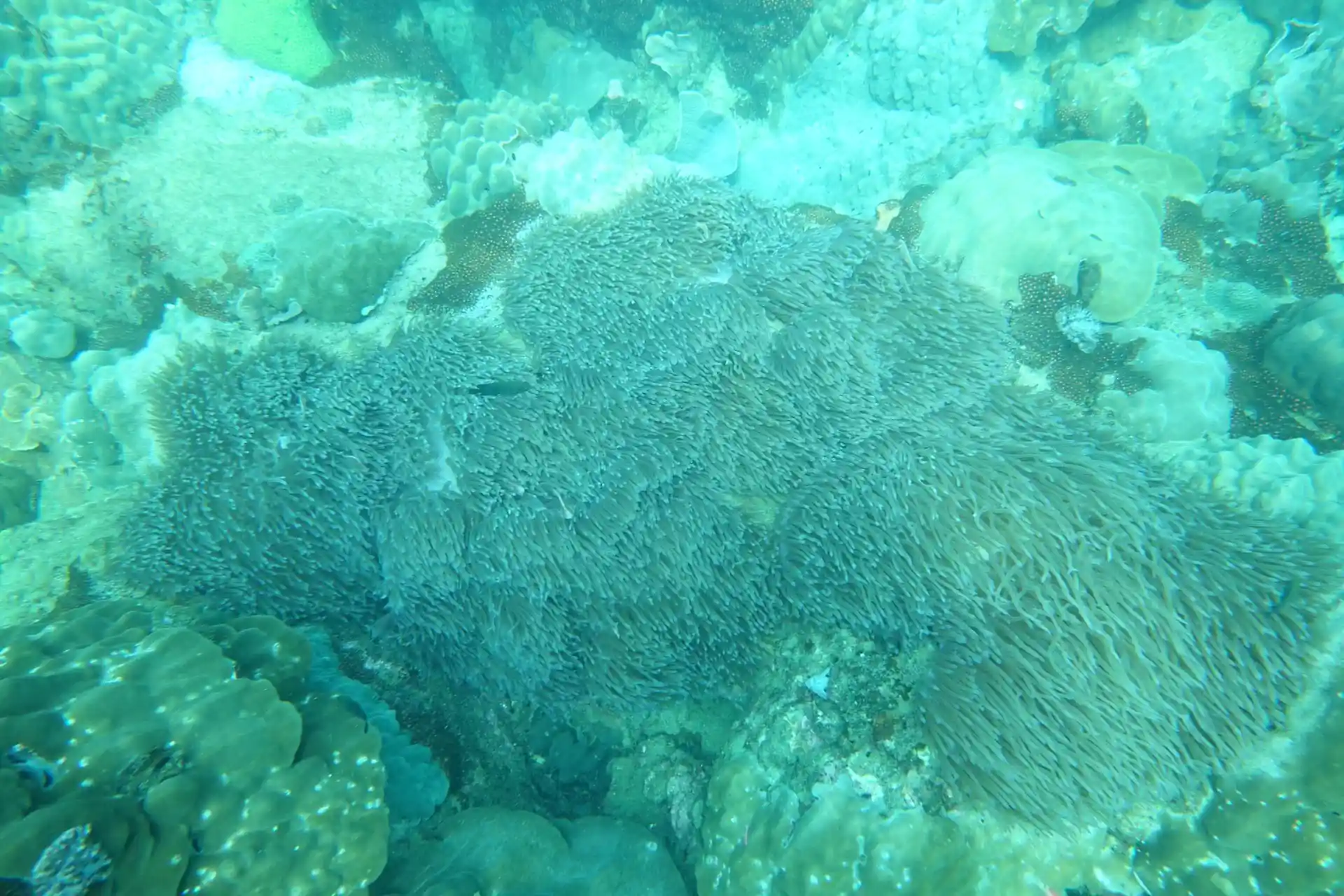Dive site photo