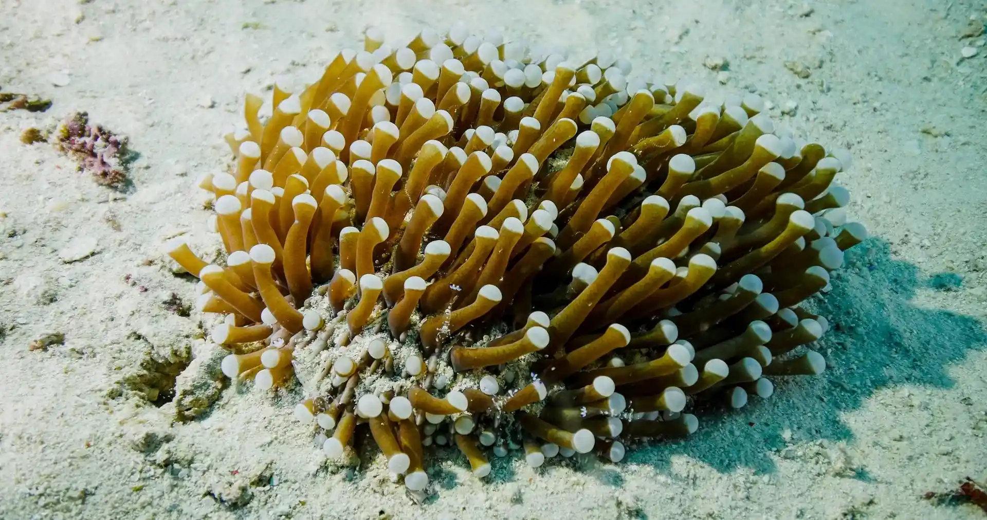 ダイビングサイトの写真