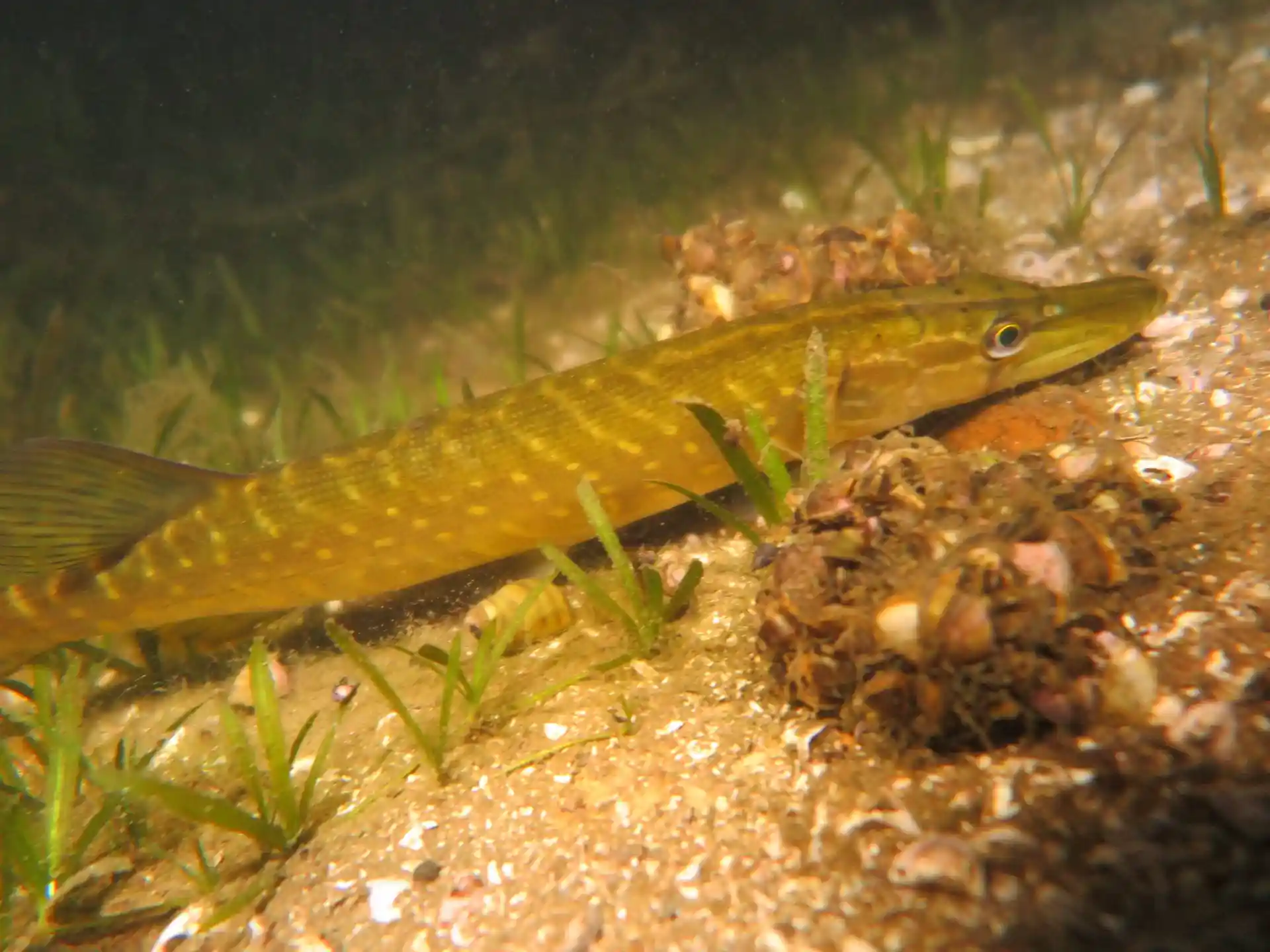 ダイビングサイトの写真