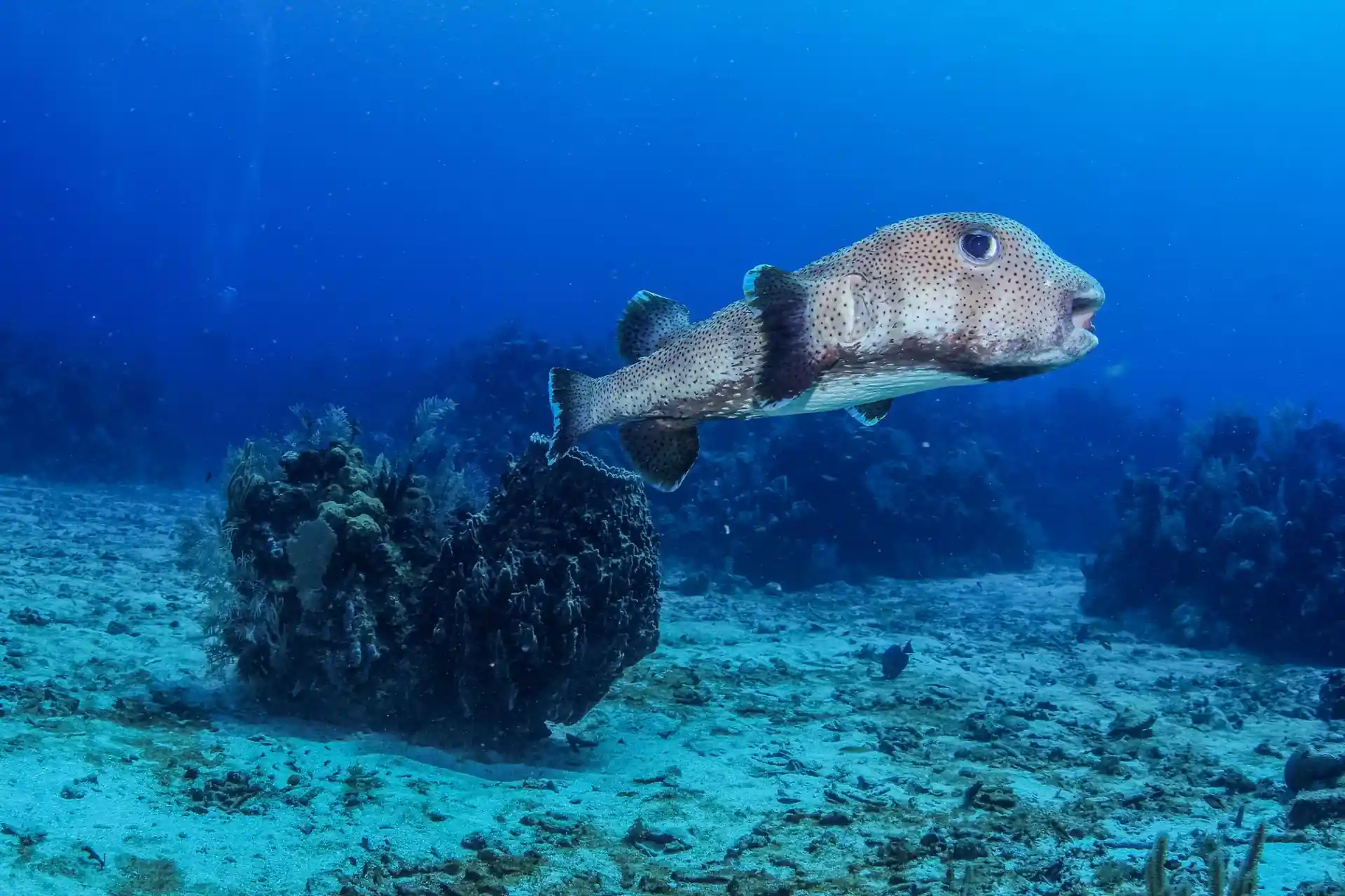 Dive site photo