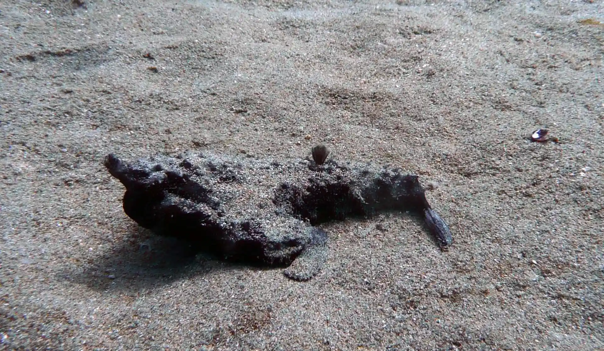 Dive site photo
