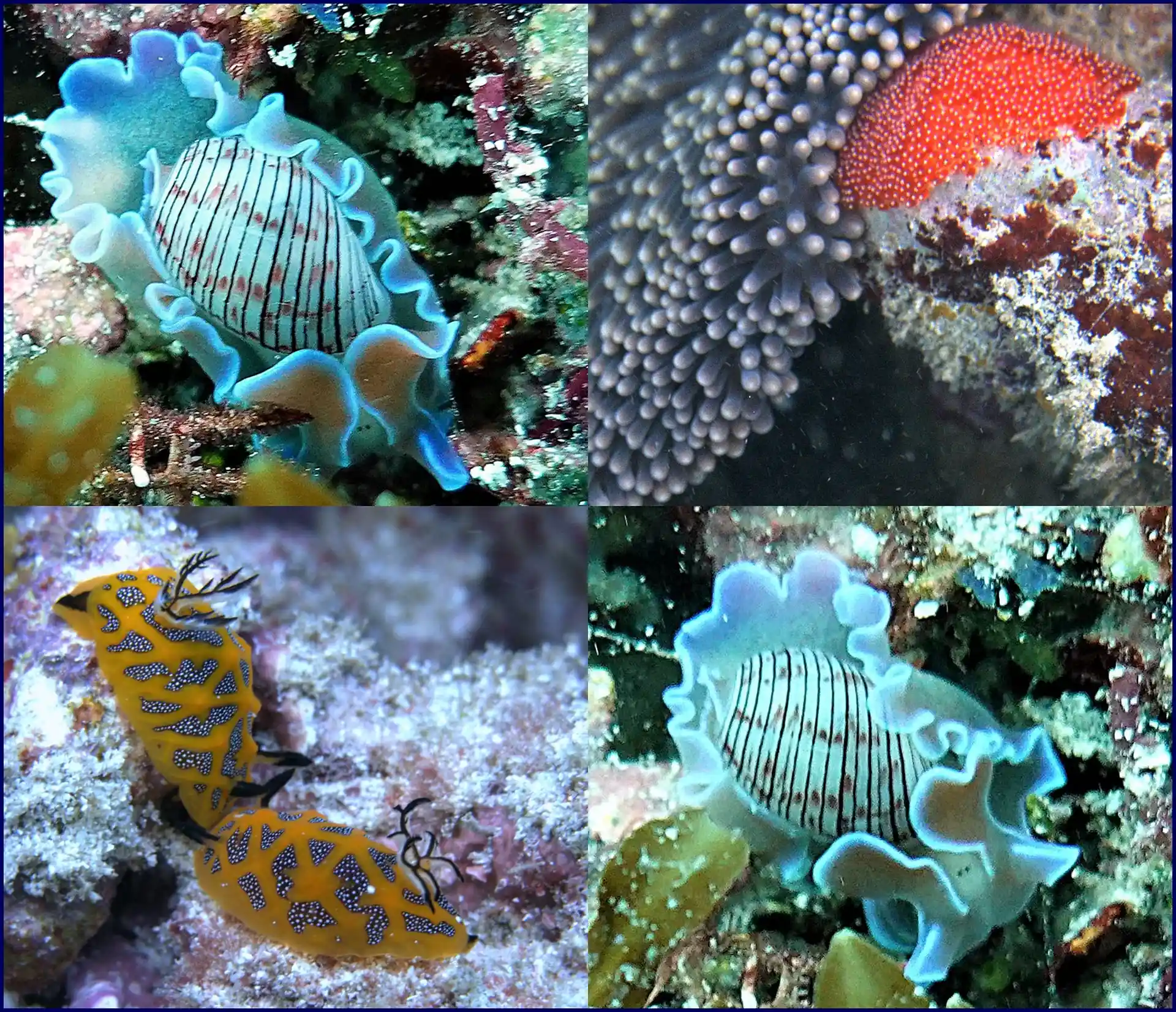Dive site photo
