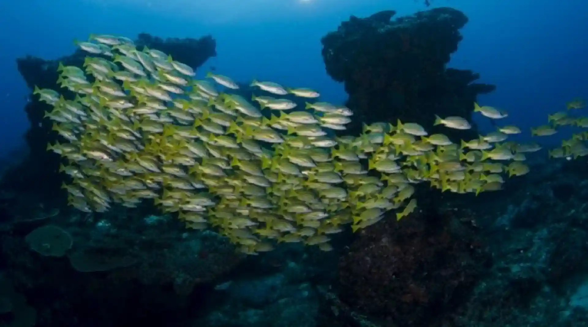 Dive site photo