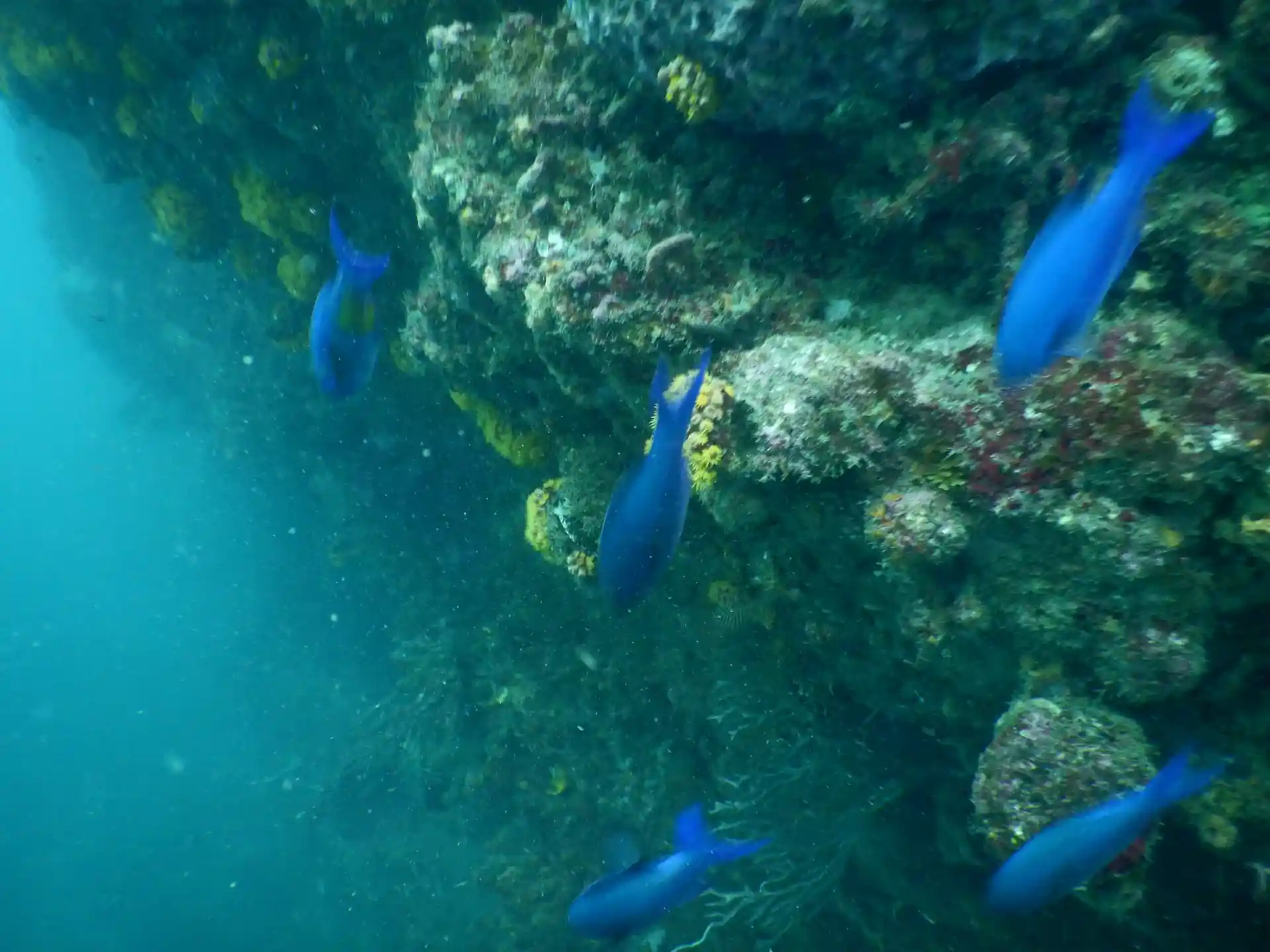 Foto del sitio de buceo