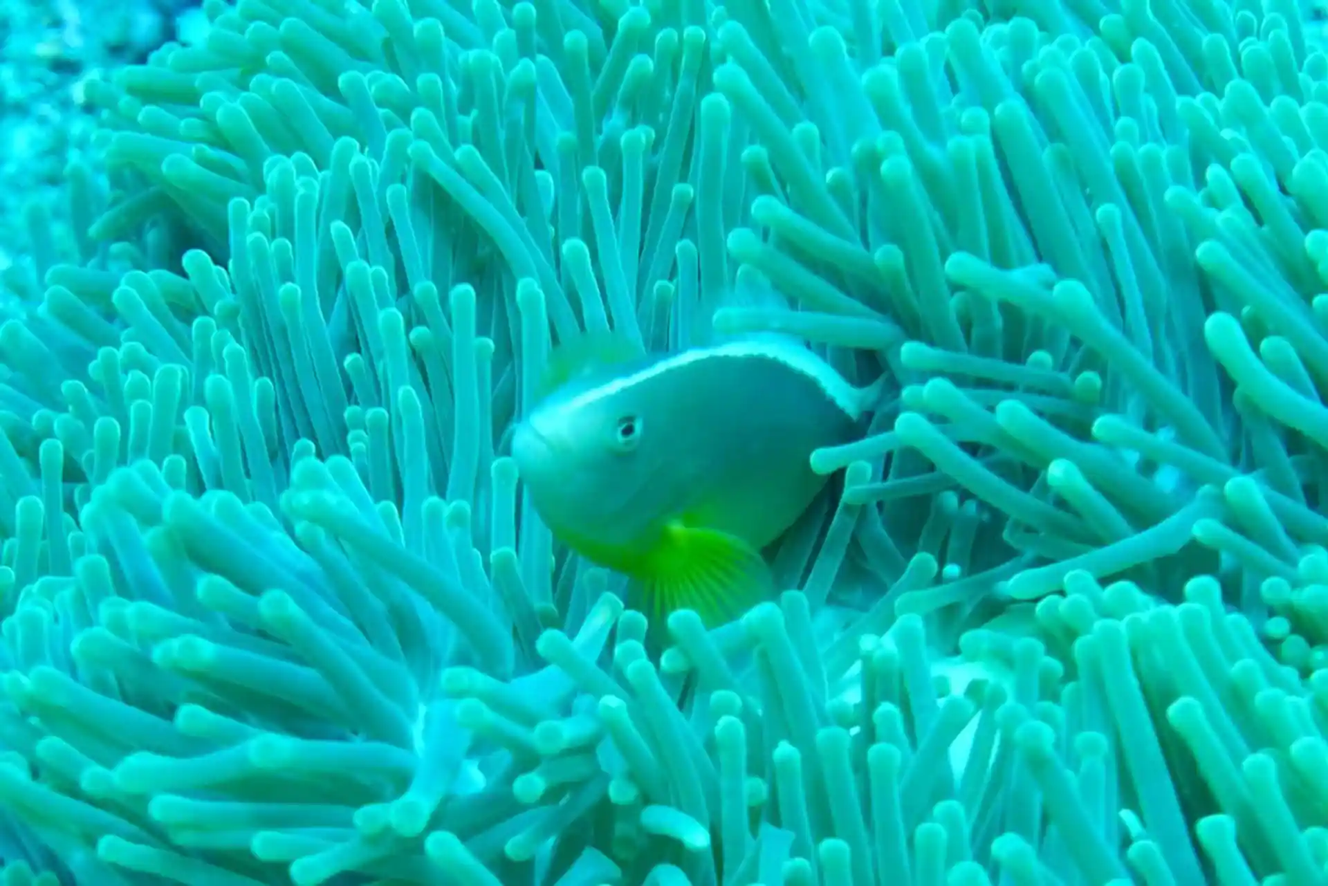 Dive site photo
