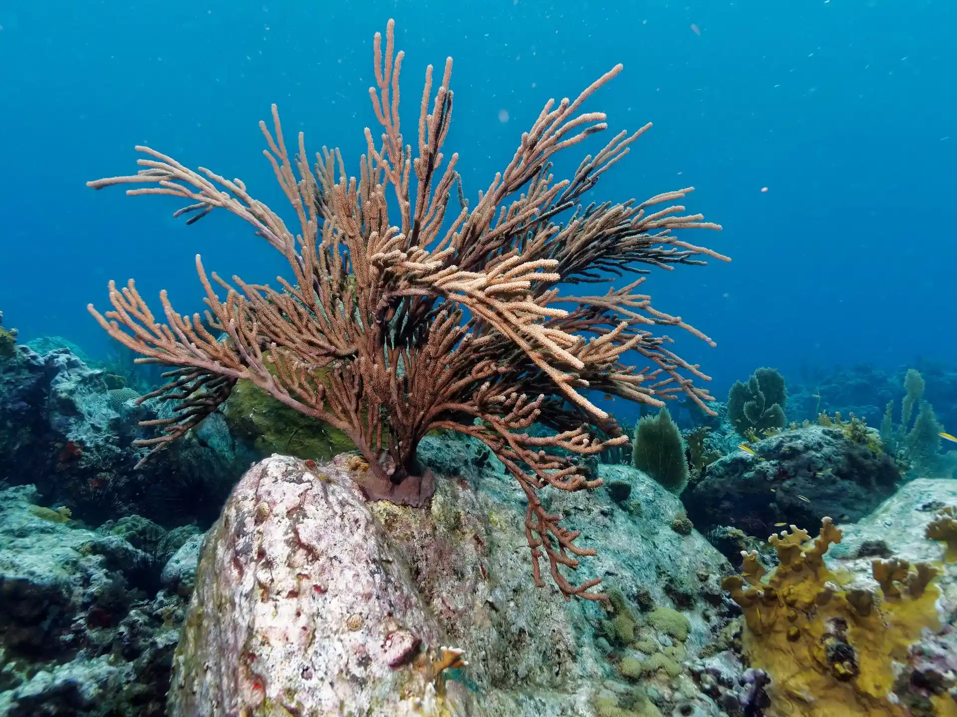 Photo du site de plongée