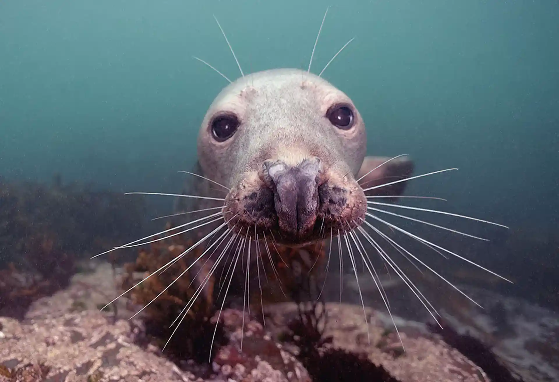 Una sfacciata foca grigia alle isole Farne.