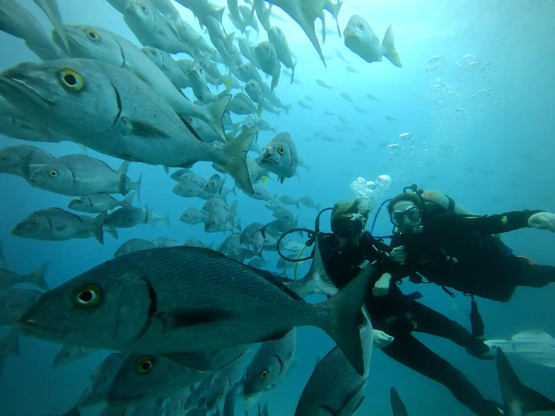 Explore...Dive...Experience