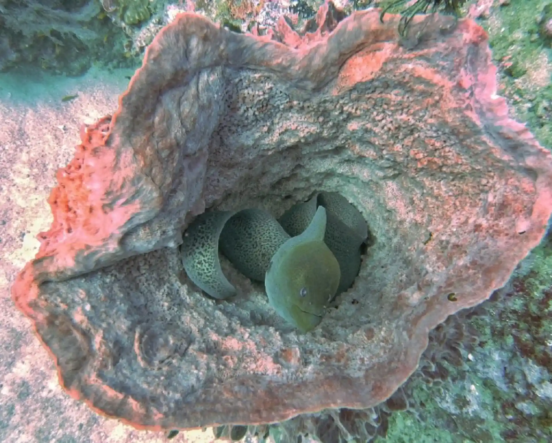 Photo du site de plongée