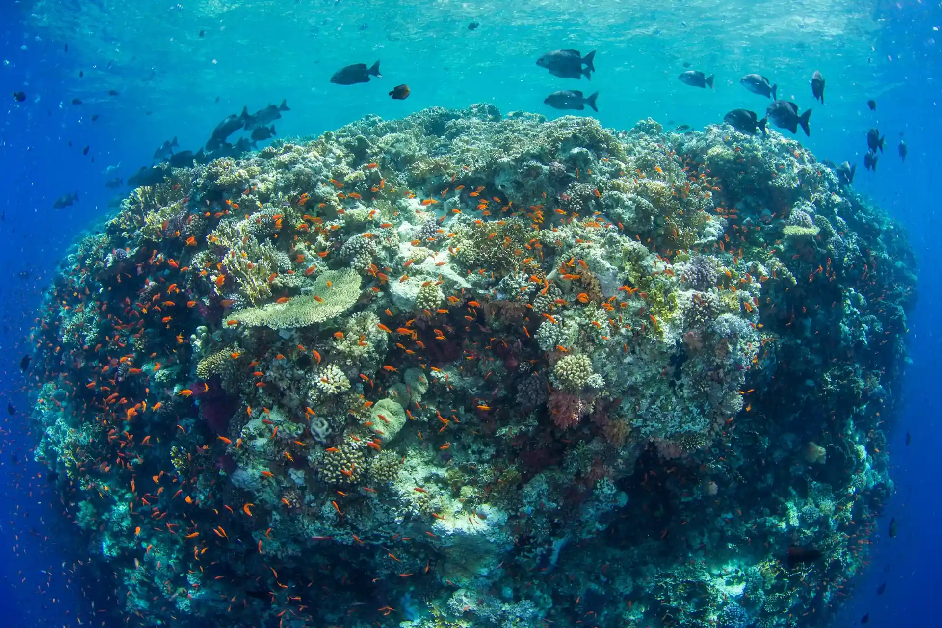 Photo du site de plongée