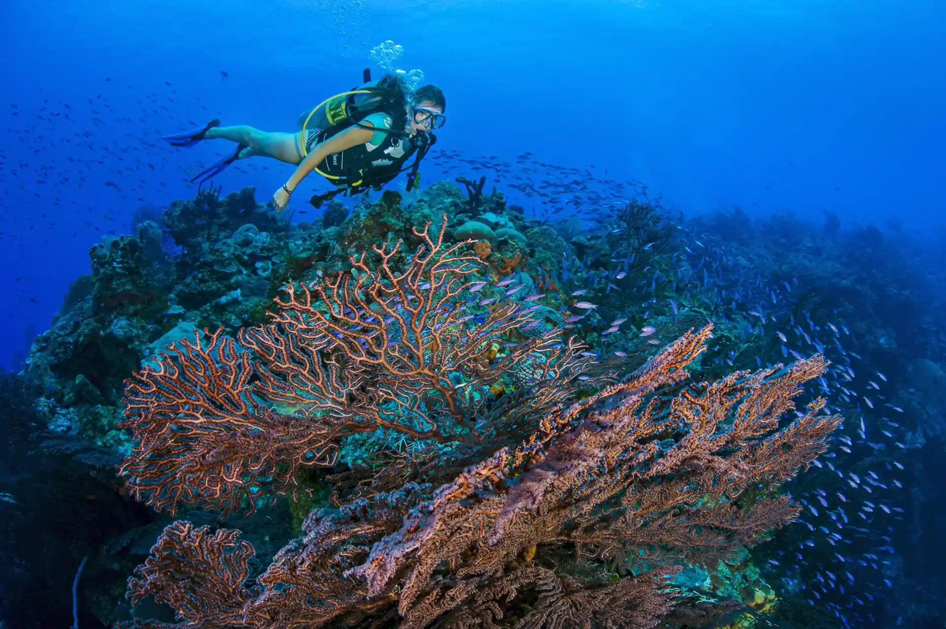 Dive site photo