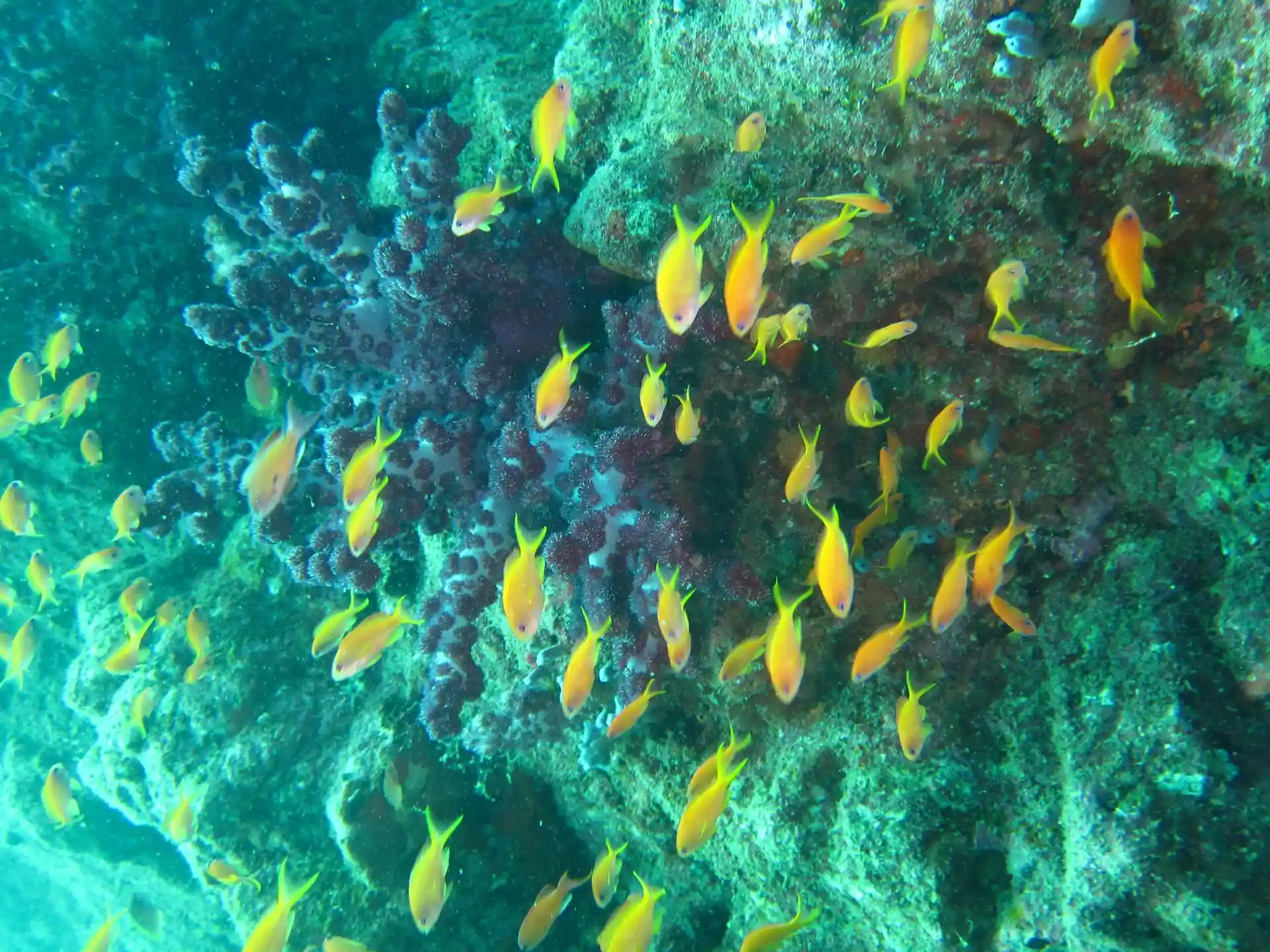 Foto van de duiklocatie