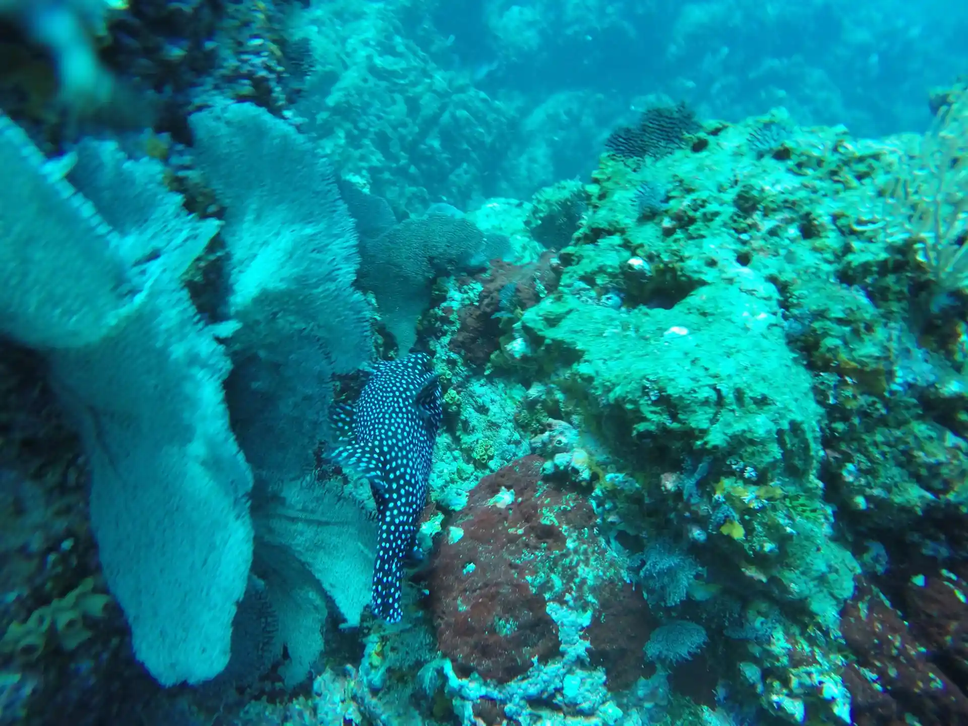 Foto del sitio de buceo