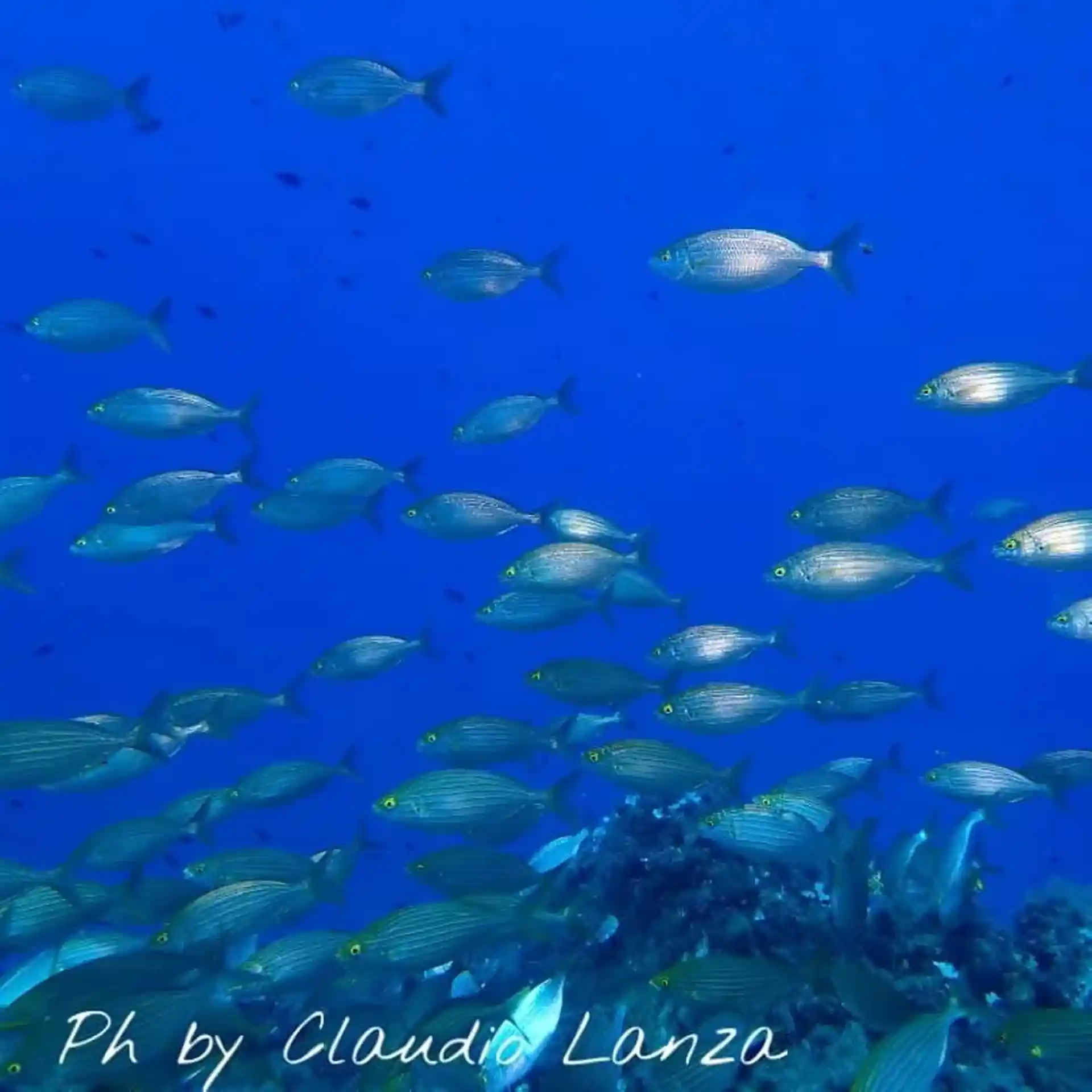 ダイビングサイトの写真