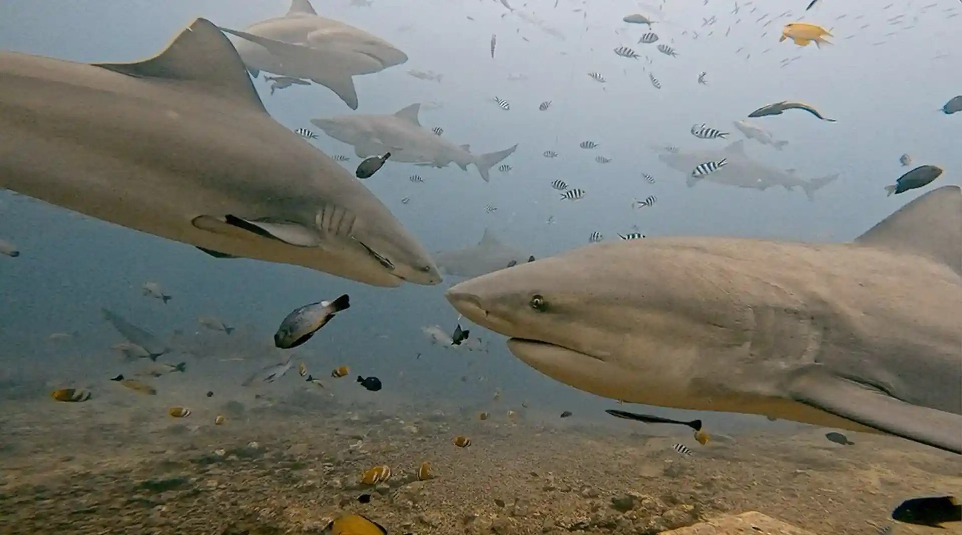 Dive site photo