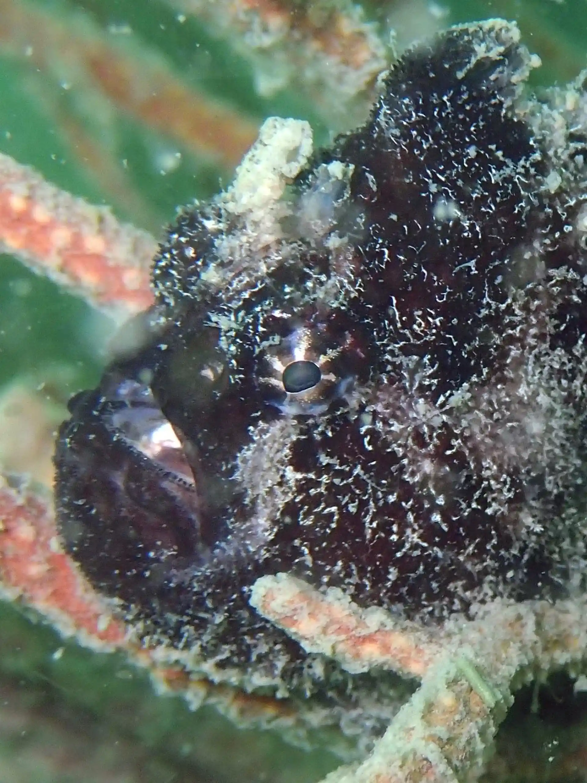 Dive site photo