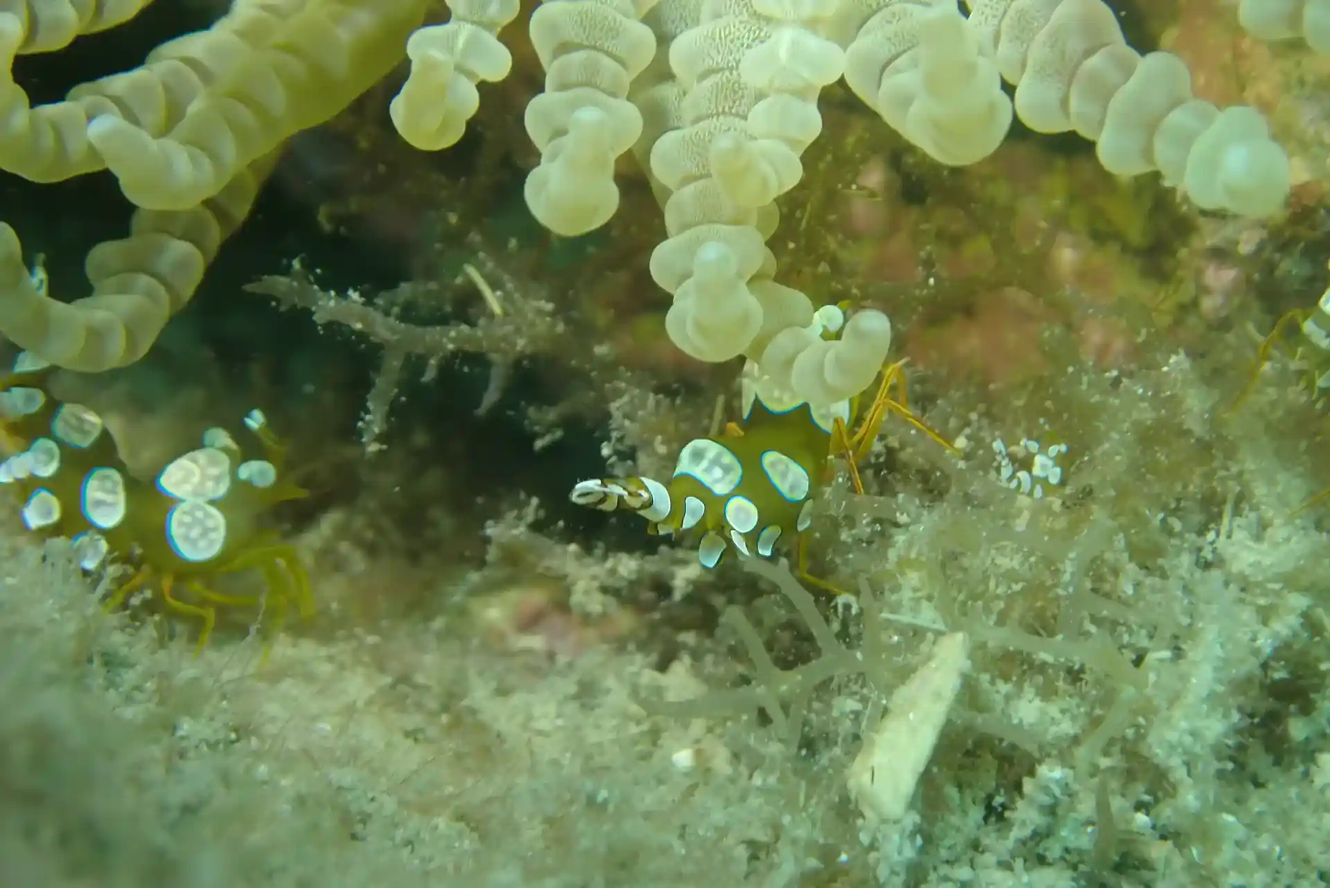 ダイビングサイトの写真