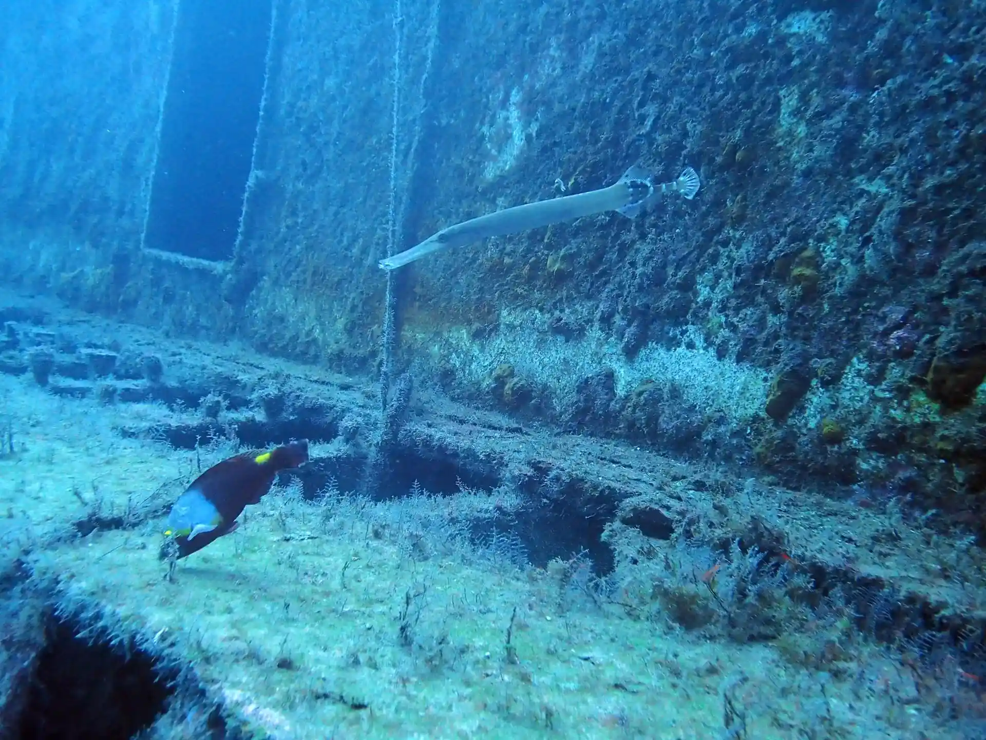 La vida marina se come al costado del naufragio justo antes de uno de los puntos de entrada