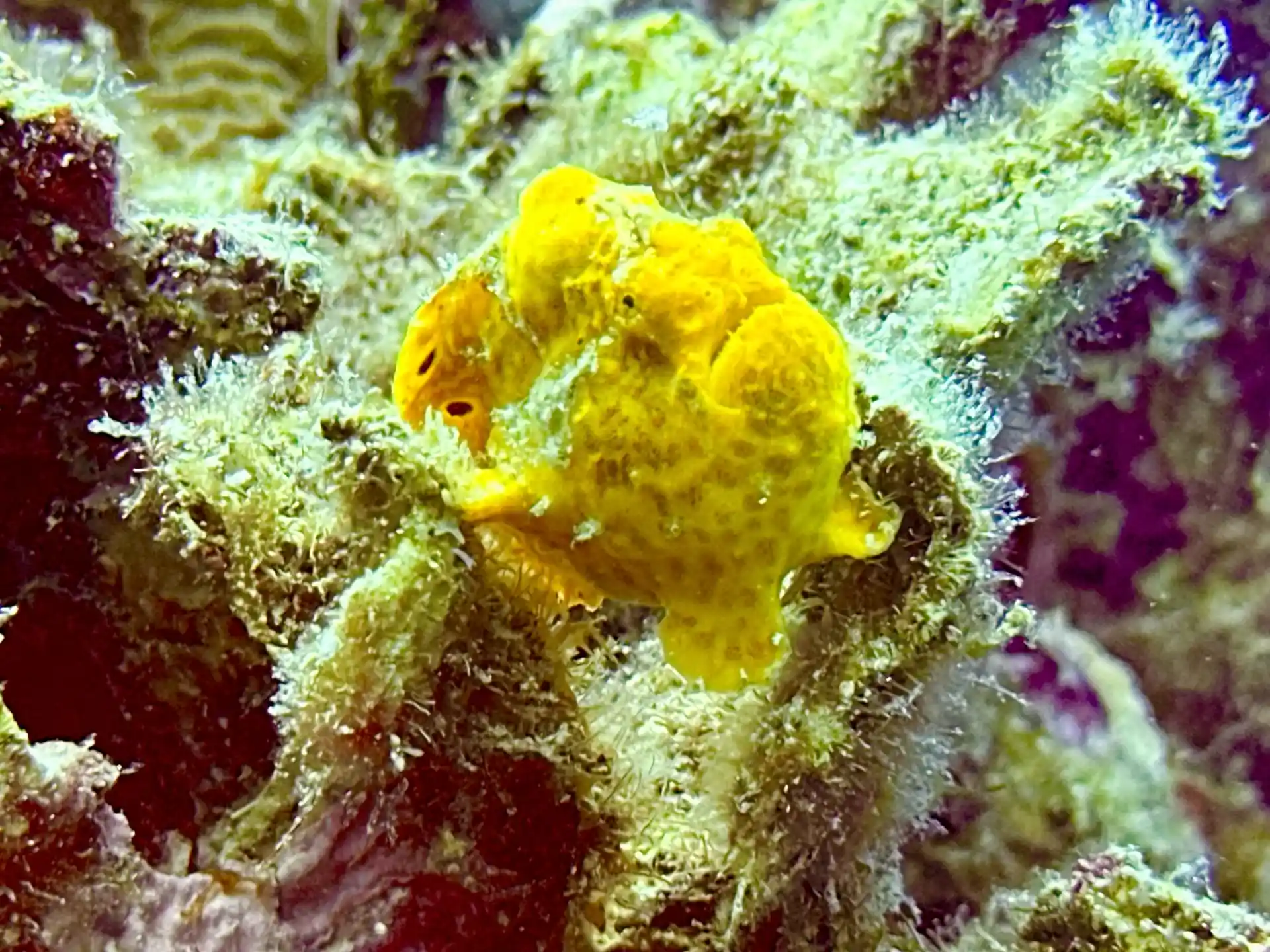 Dive site photo