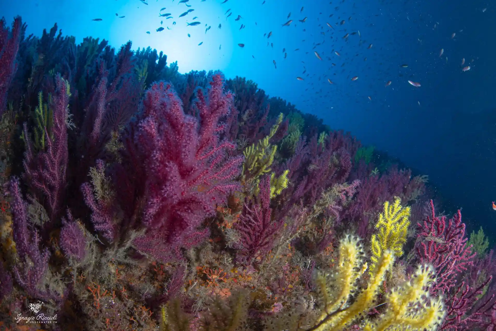Foto del sitio de buceo